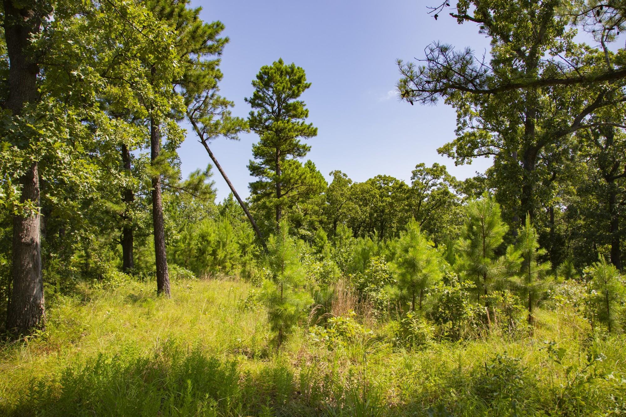 Tyler Stone Ranch photo 3