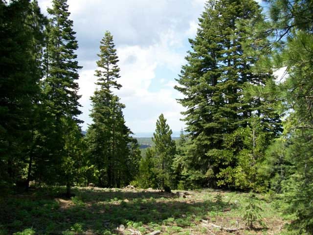 California Pines photo 11
