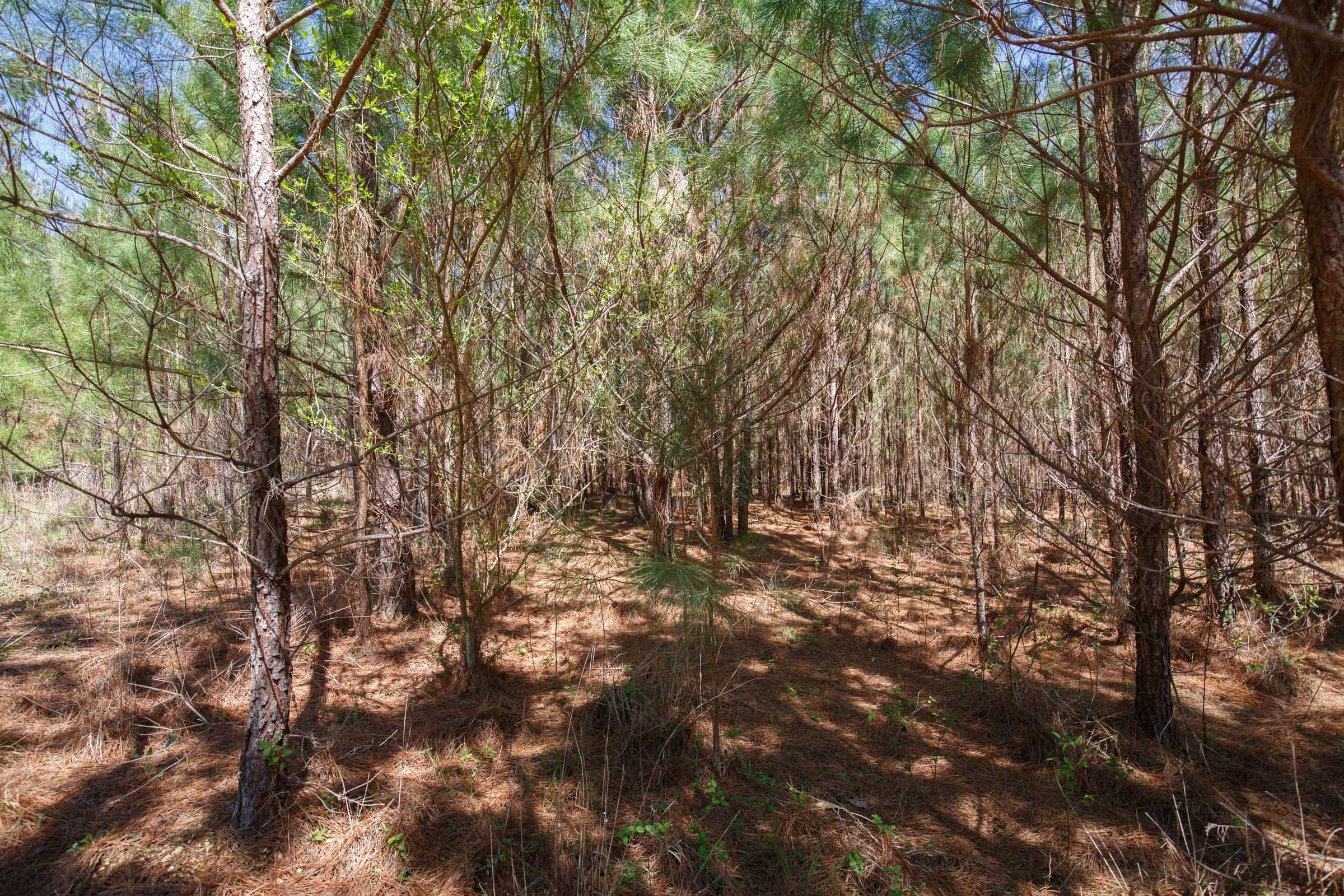 Southern Hills photo 21