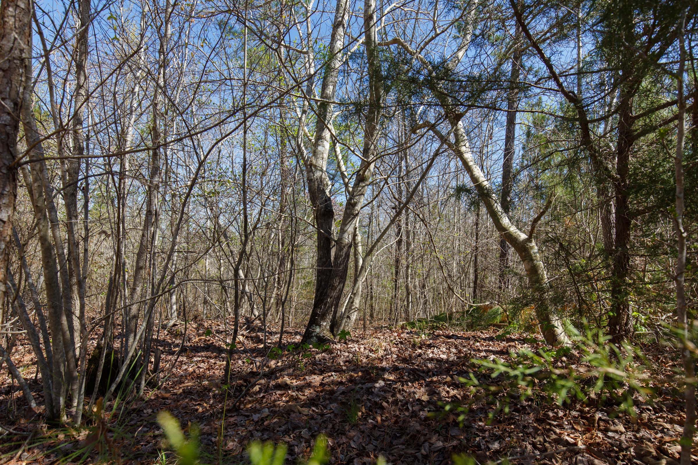 Southern Hills photo 7