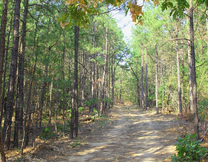 Trophy Ridge Phase I photo 10