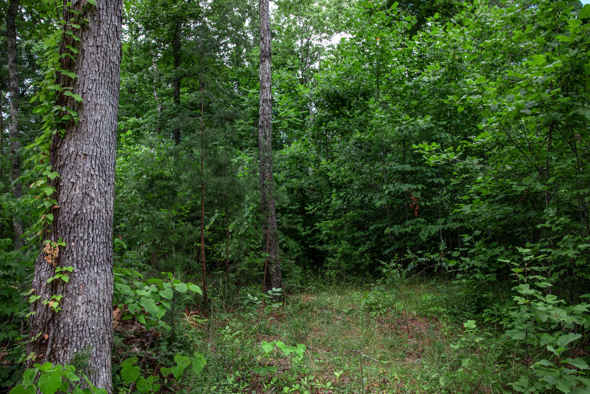 Tucker Hollow photo 6