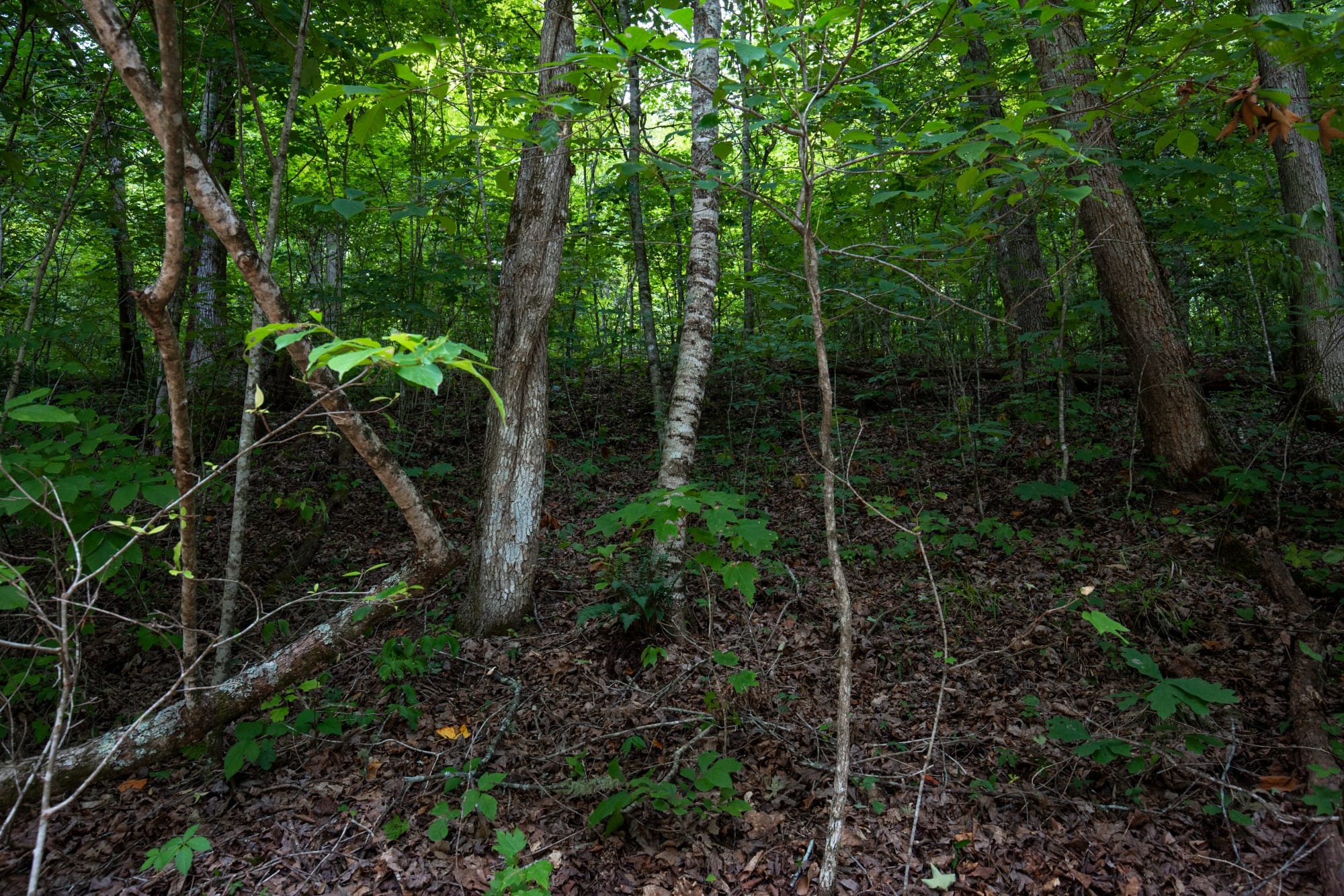 Tucker Hollow photo 10