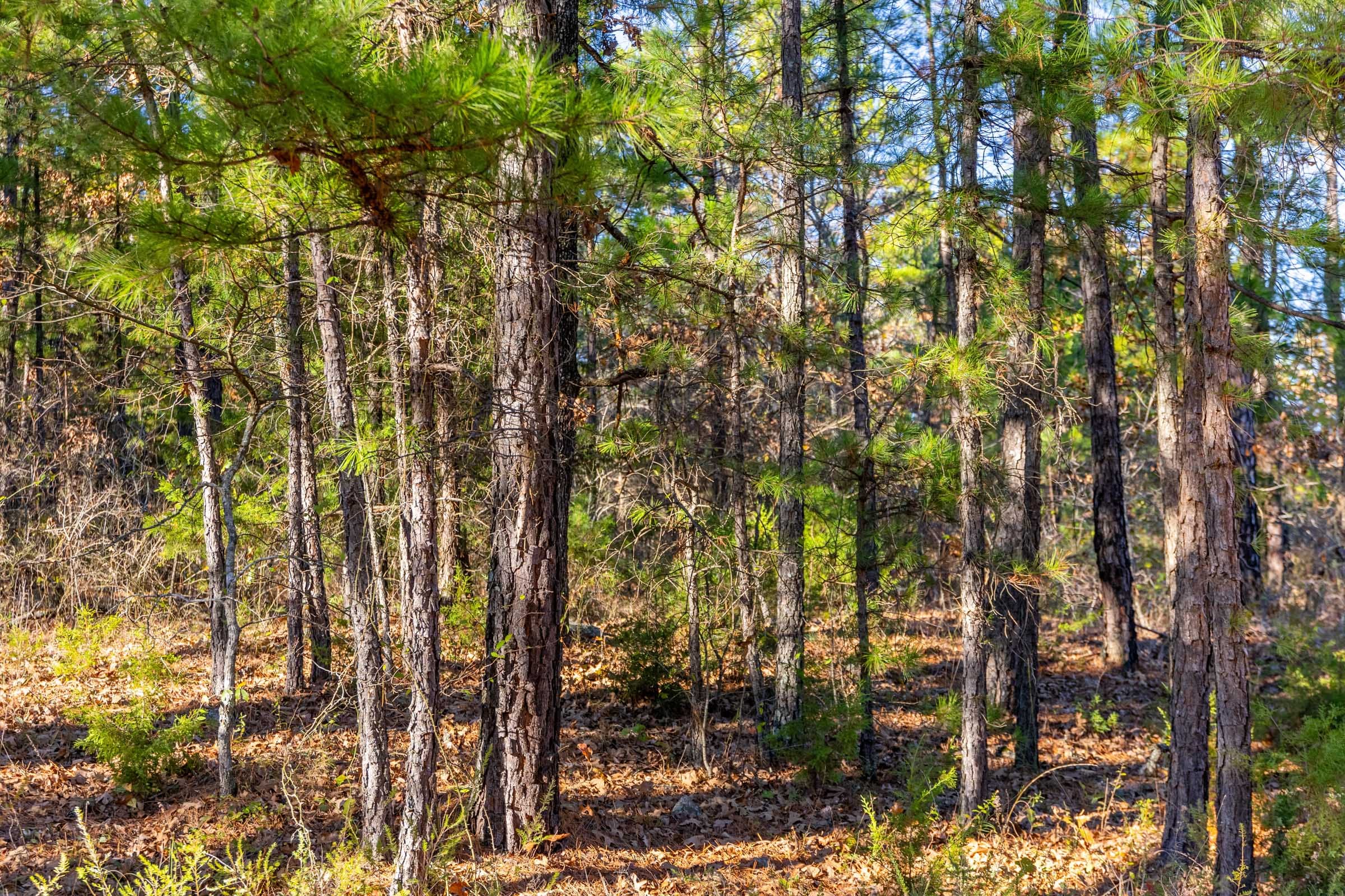 Stone Bridge Reserve photo 23
