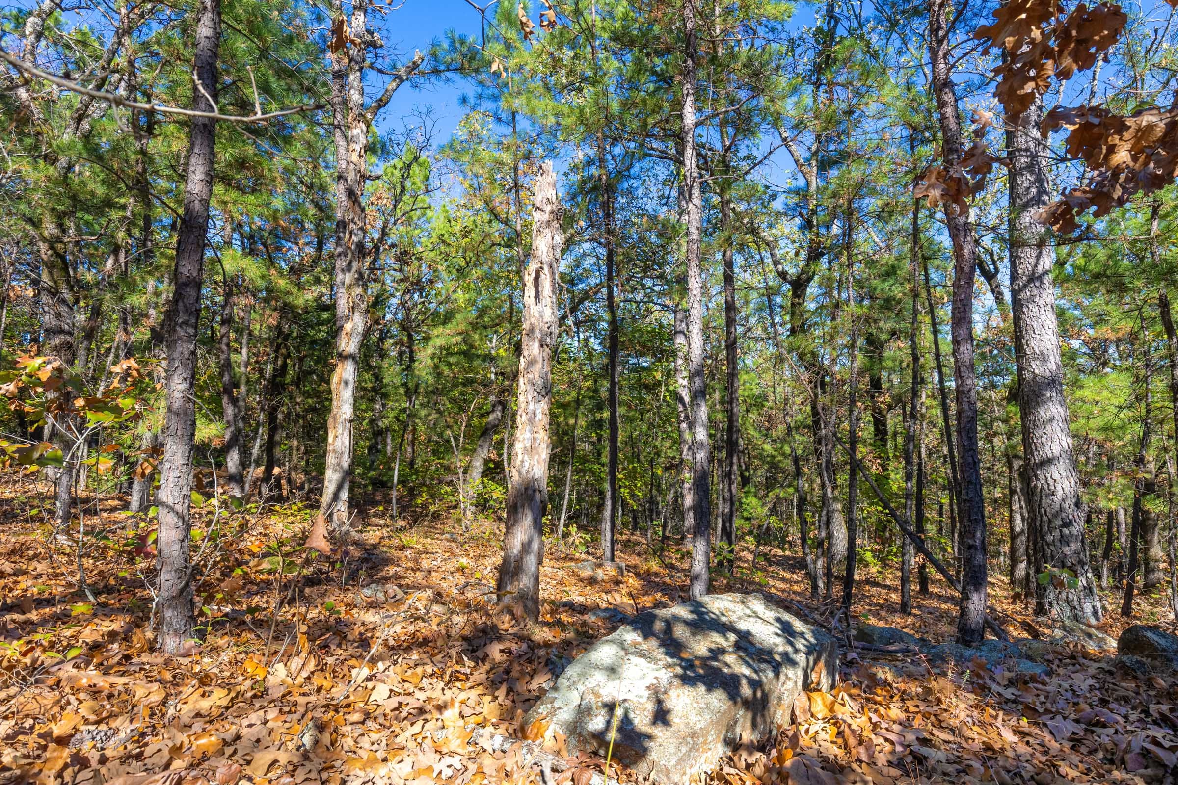 Stone Bridge Reserve photo 4