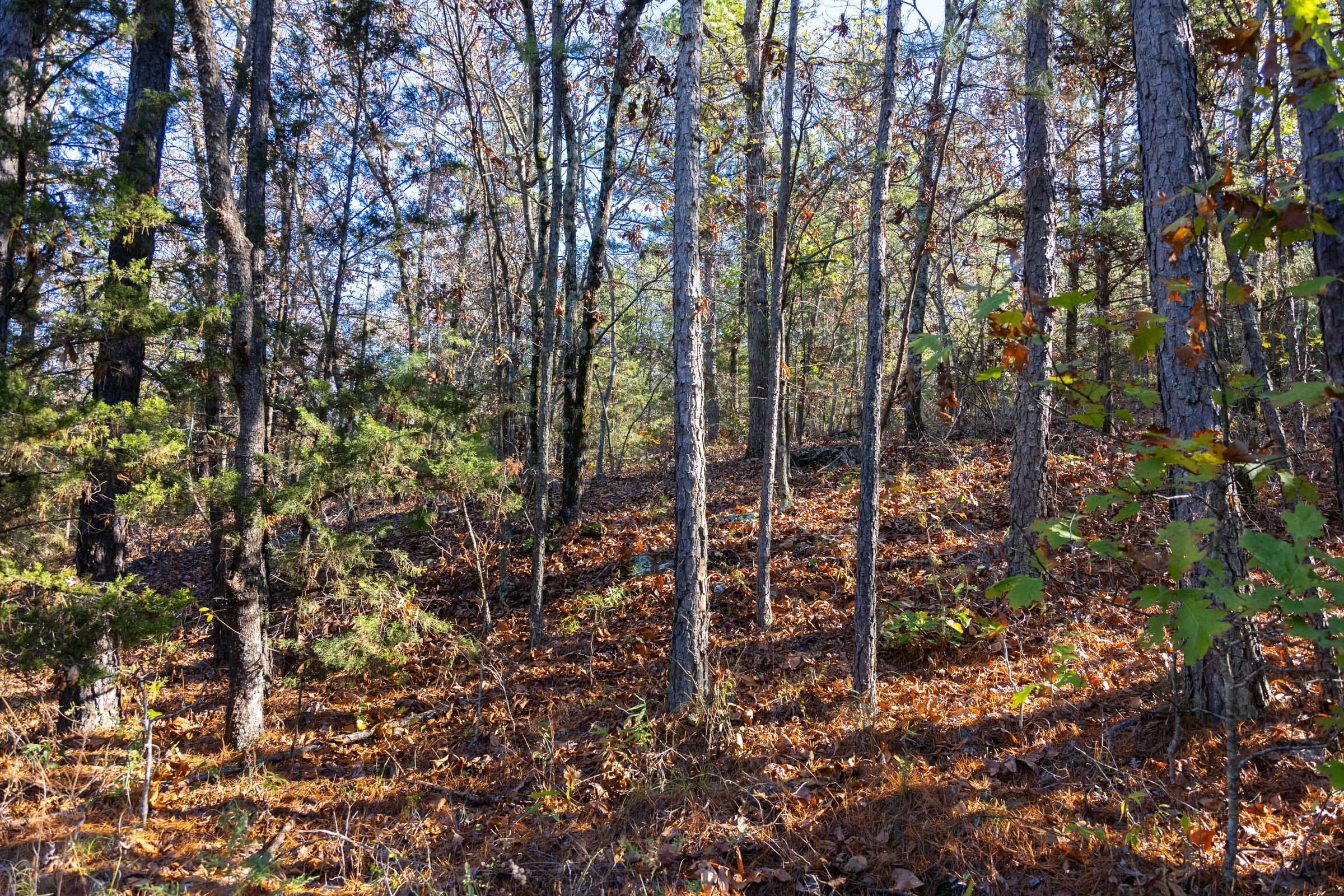 Stone Bridge Reserve photo 13