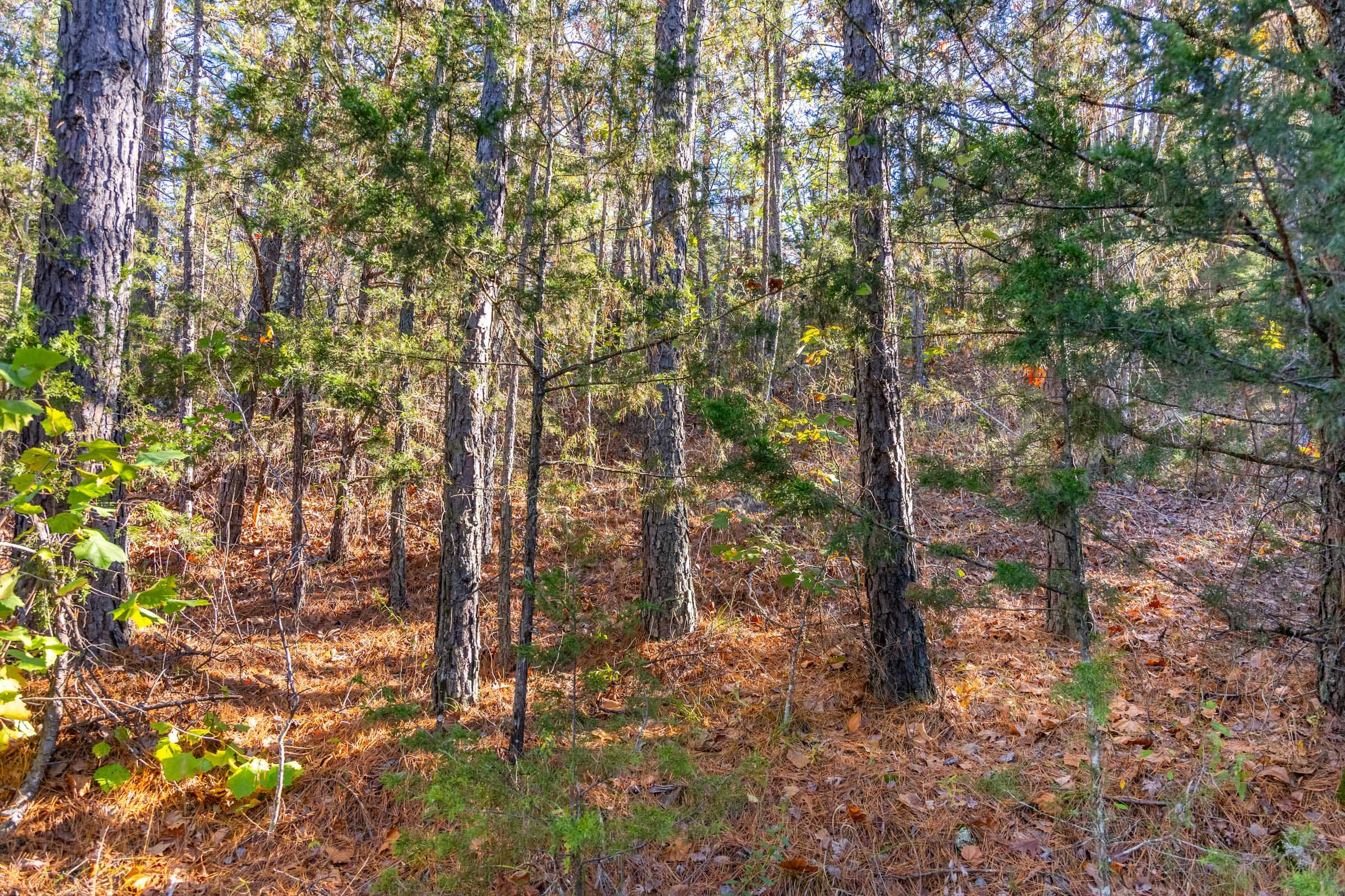 Stone Bridge Reserve photo 20