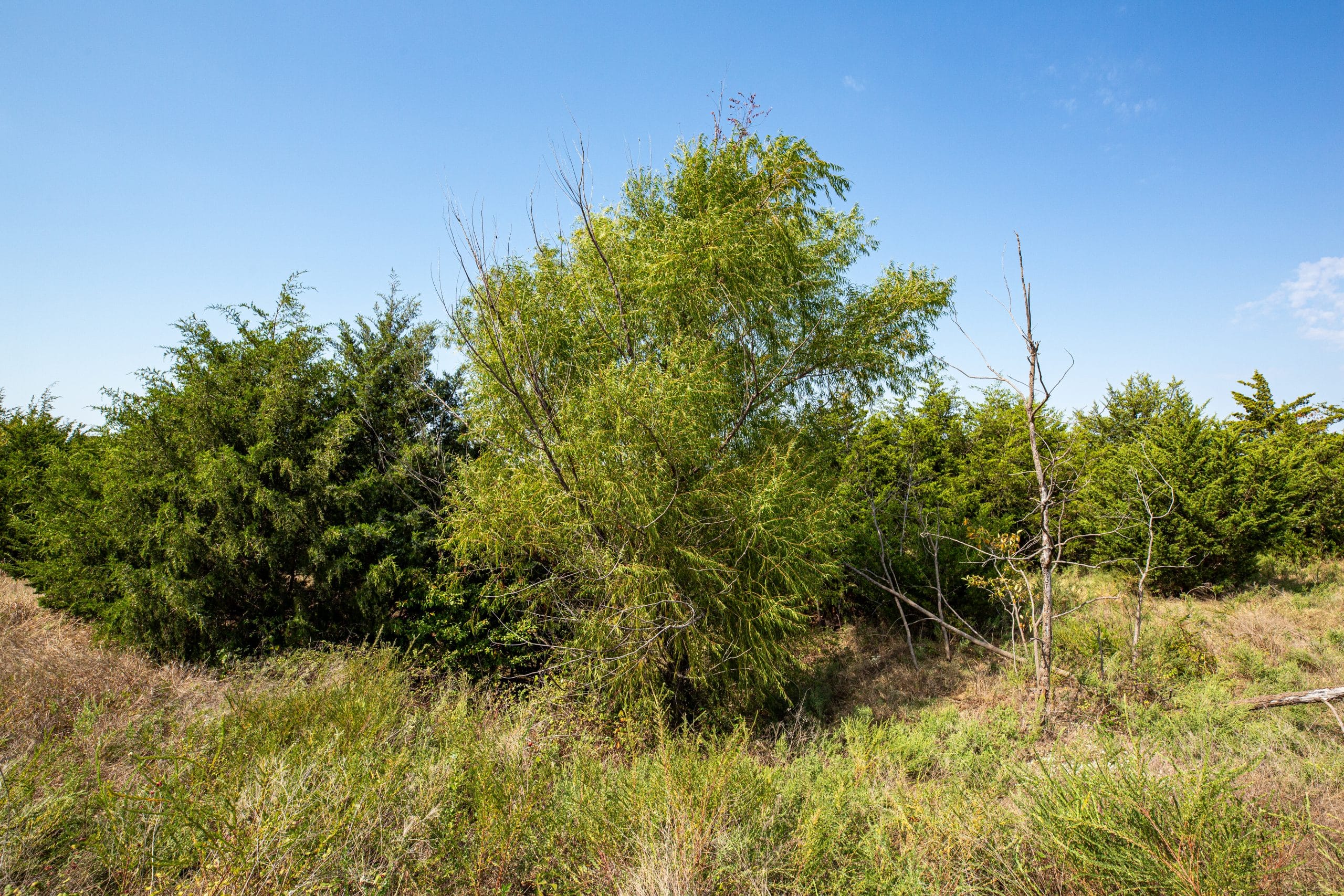 Canyon Creek photo 11