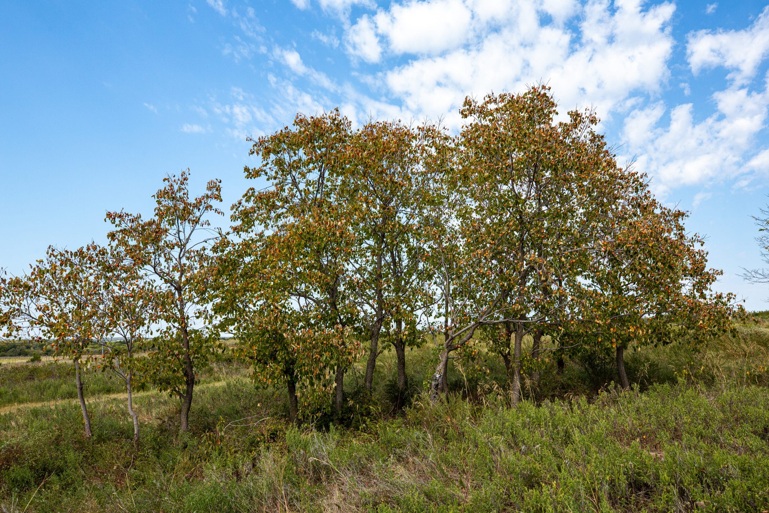 Canyon Creek photo 17