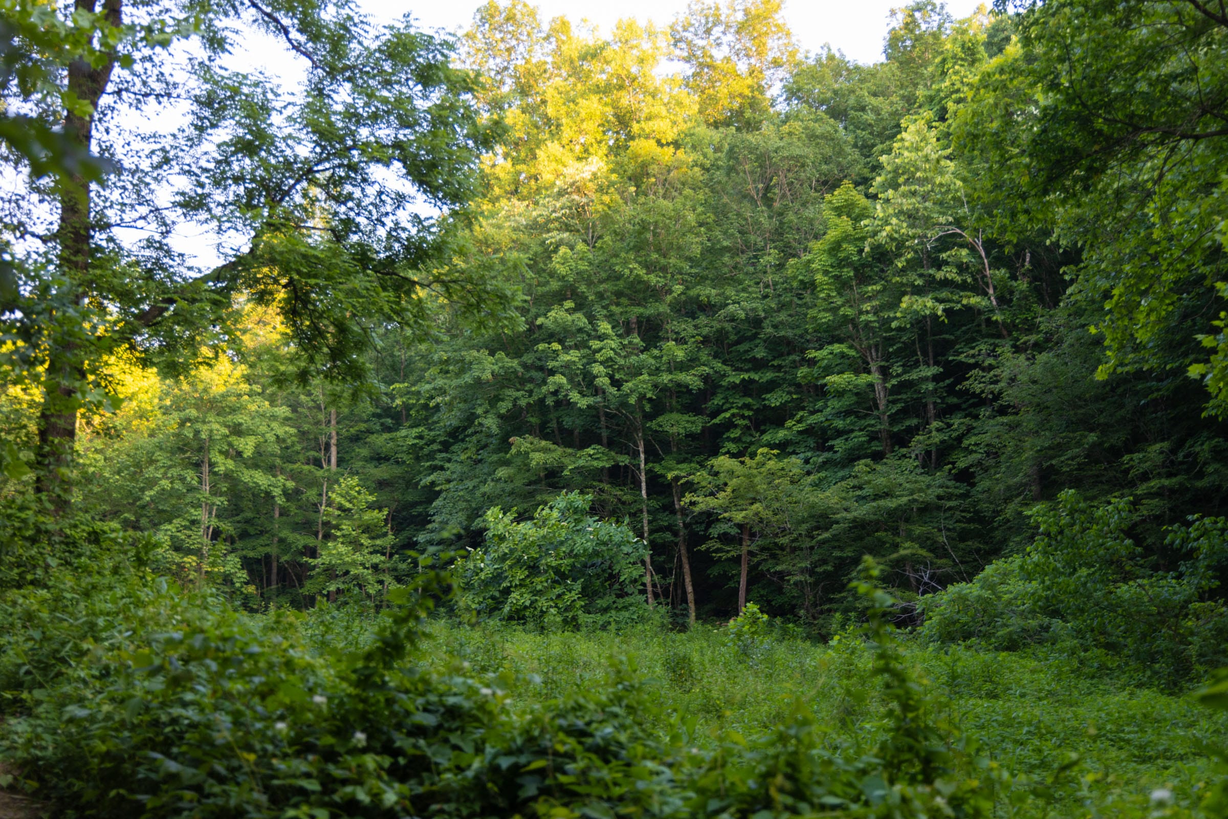 Creek Hollow photo 14