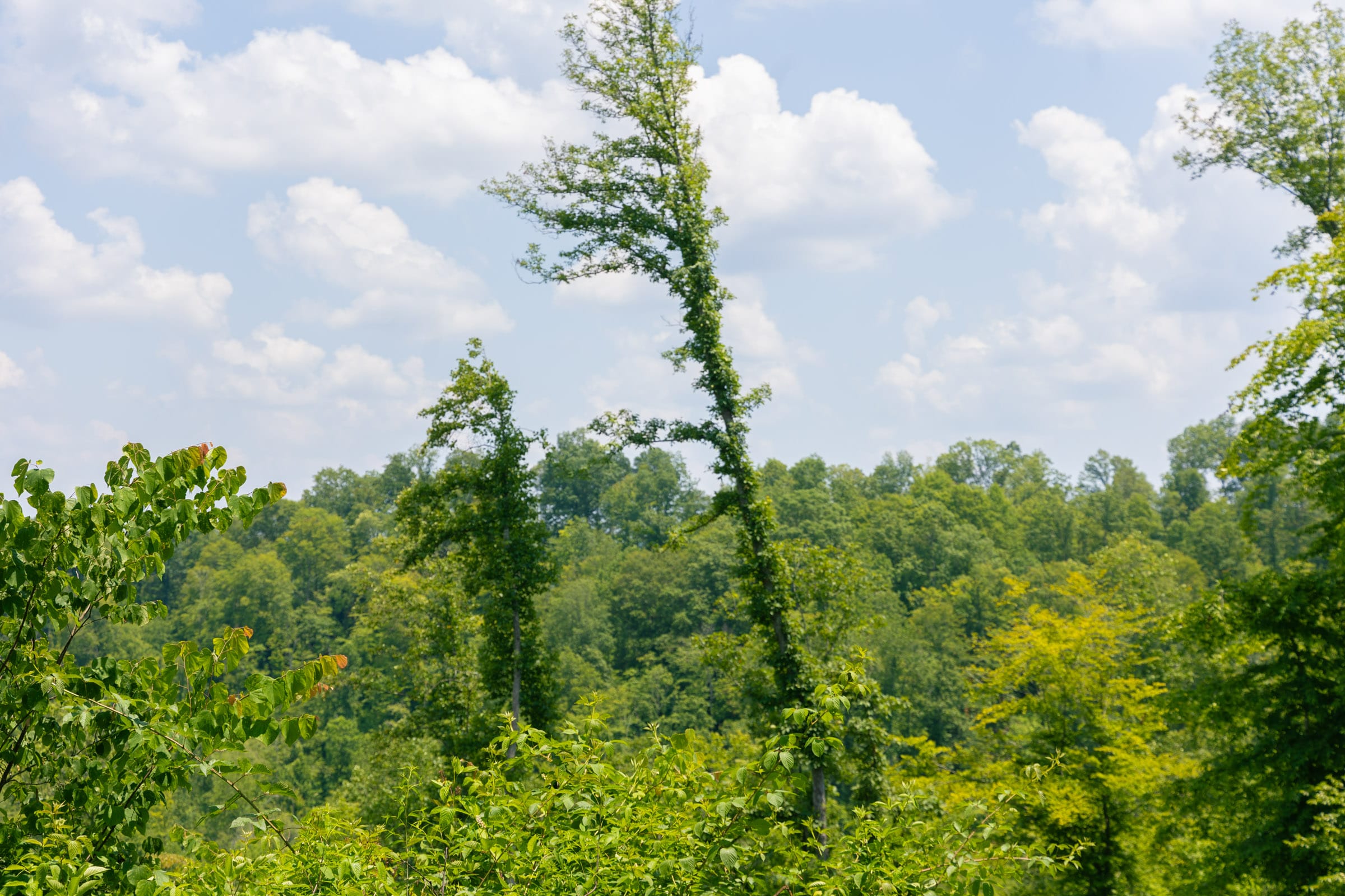Creek Hollow photo 6