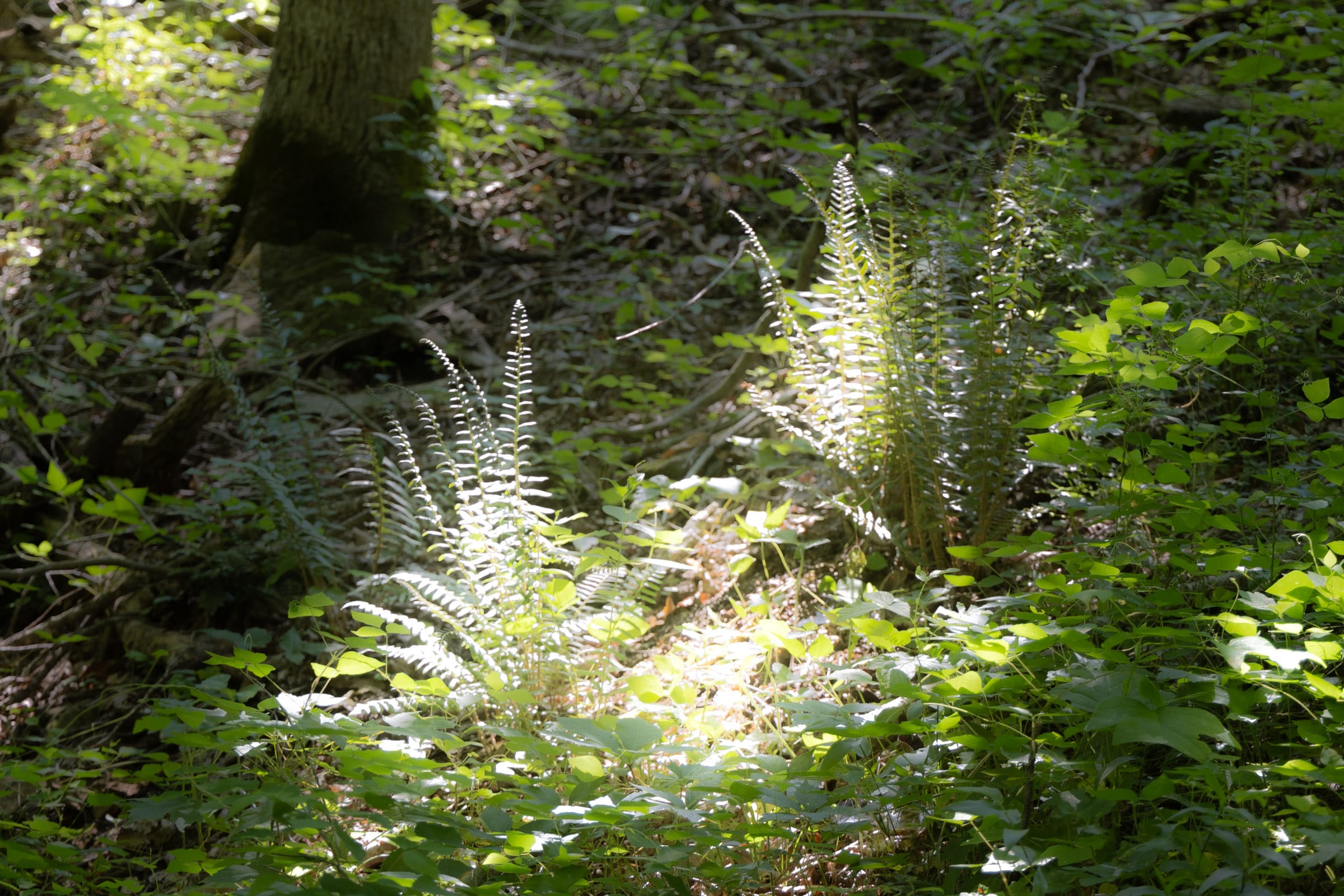 Creek Hollow photo 10