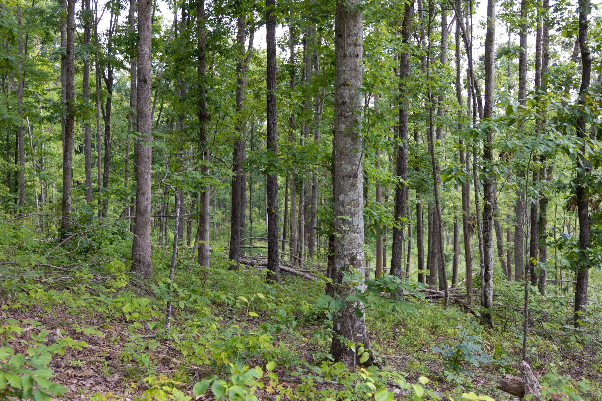Creek Hollow photo 8