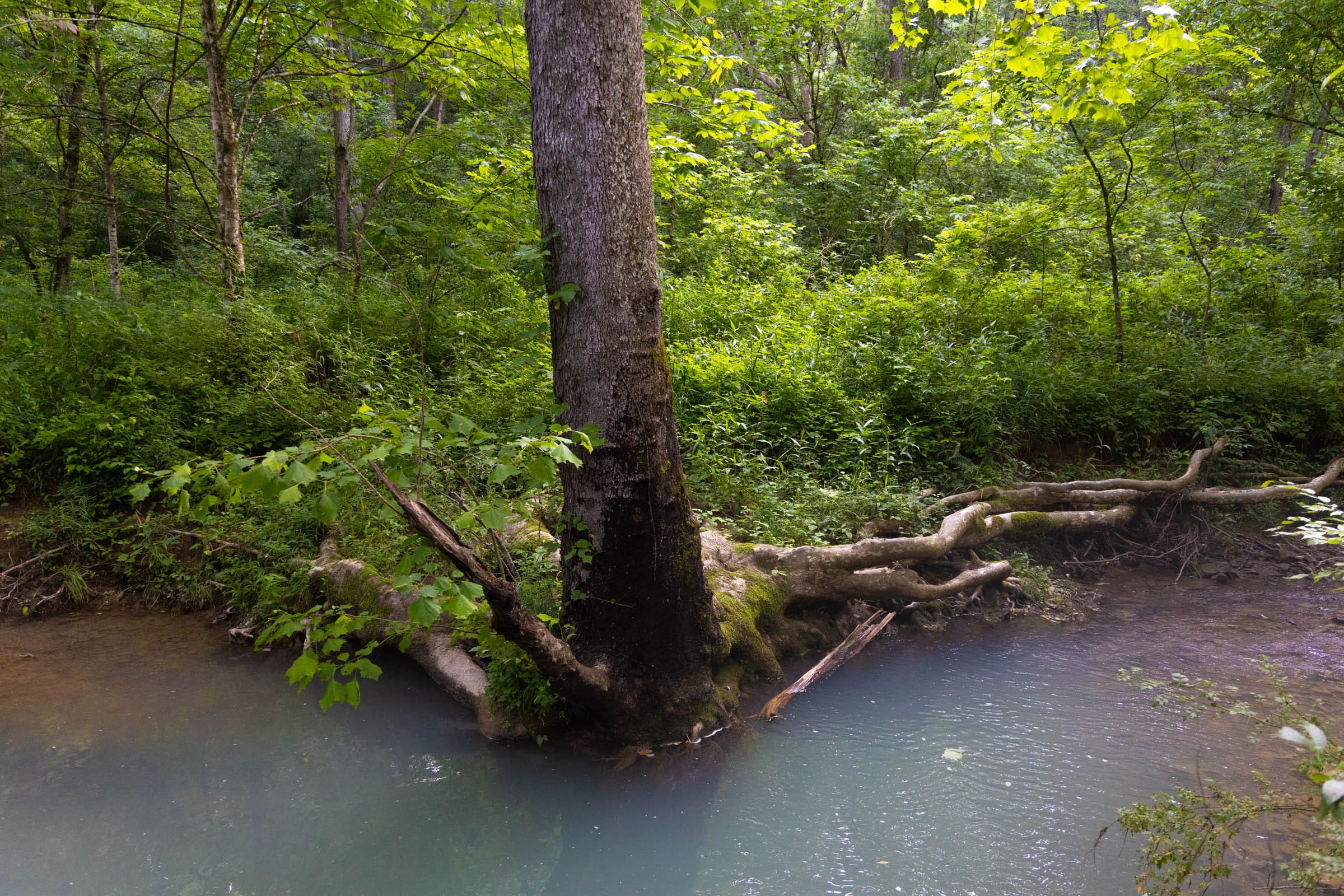 Creek Hollow photo 12
