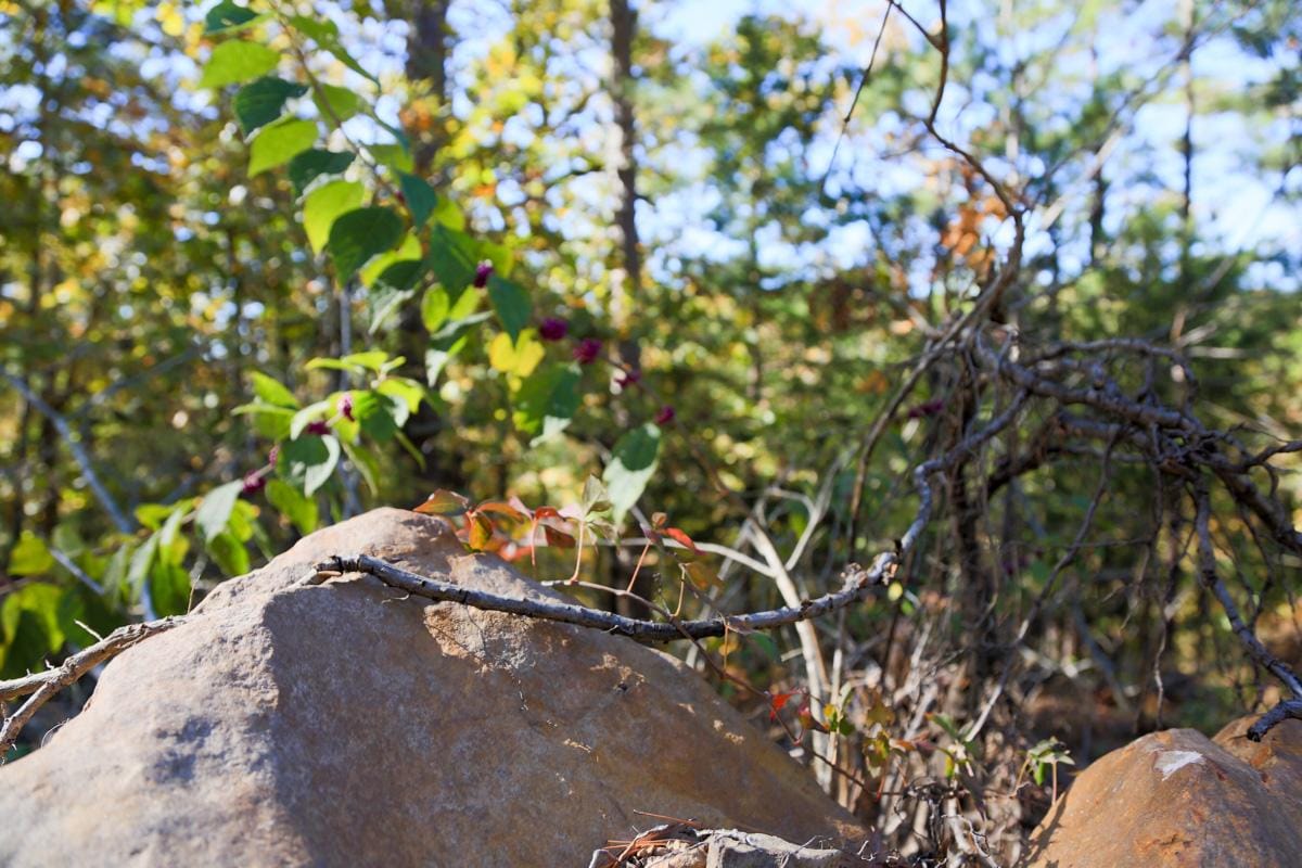 Stone Creek Phase I photo 11
