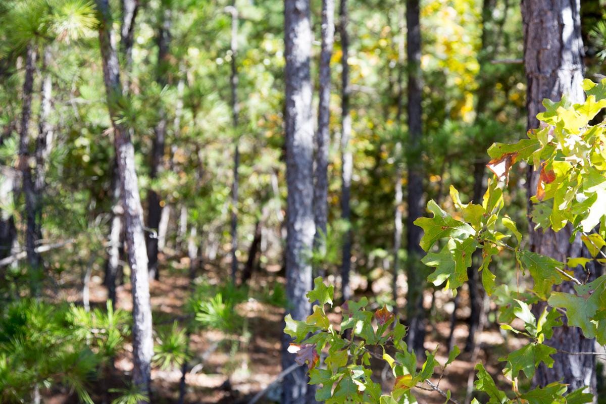 Stone Creek Phase I photo 20
