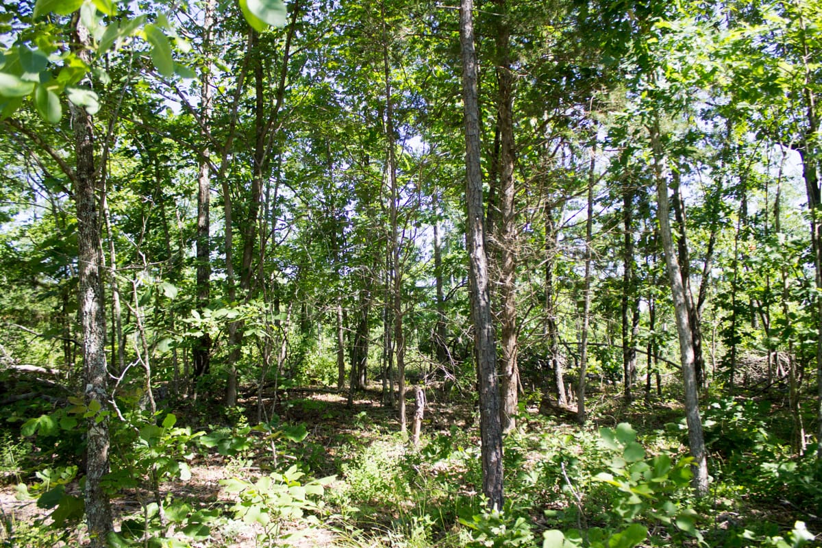 Timber Crossing photo 5