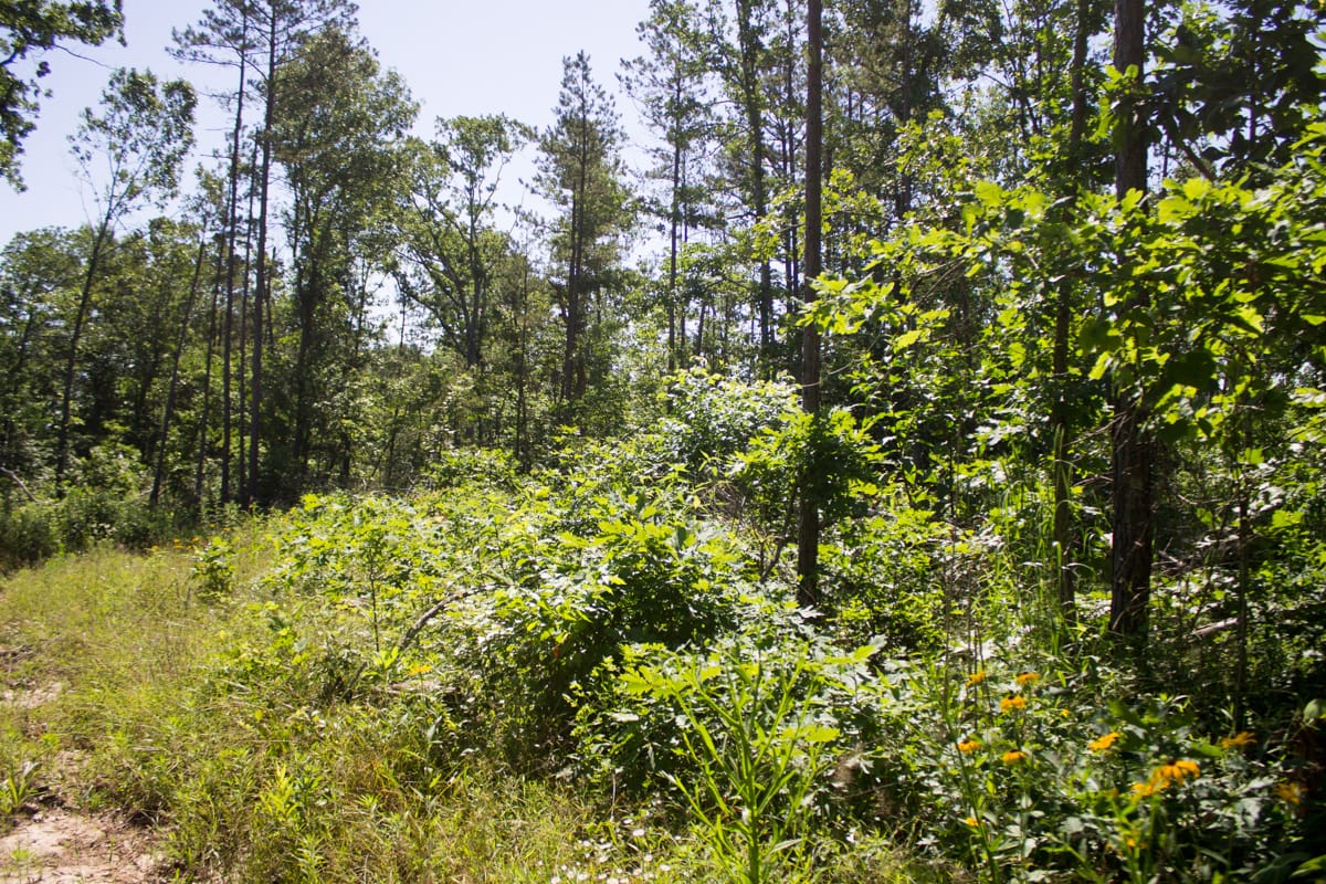 Timber Crossing photo 6