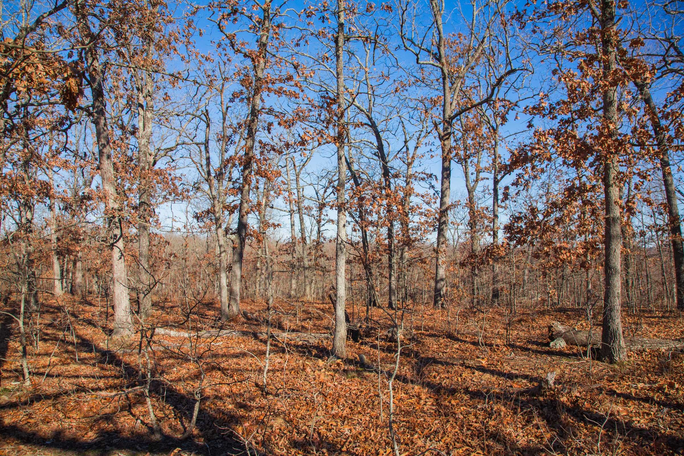 Buffalo Hills photo 3
