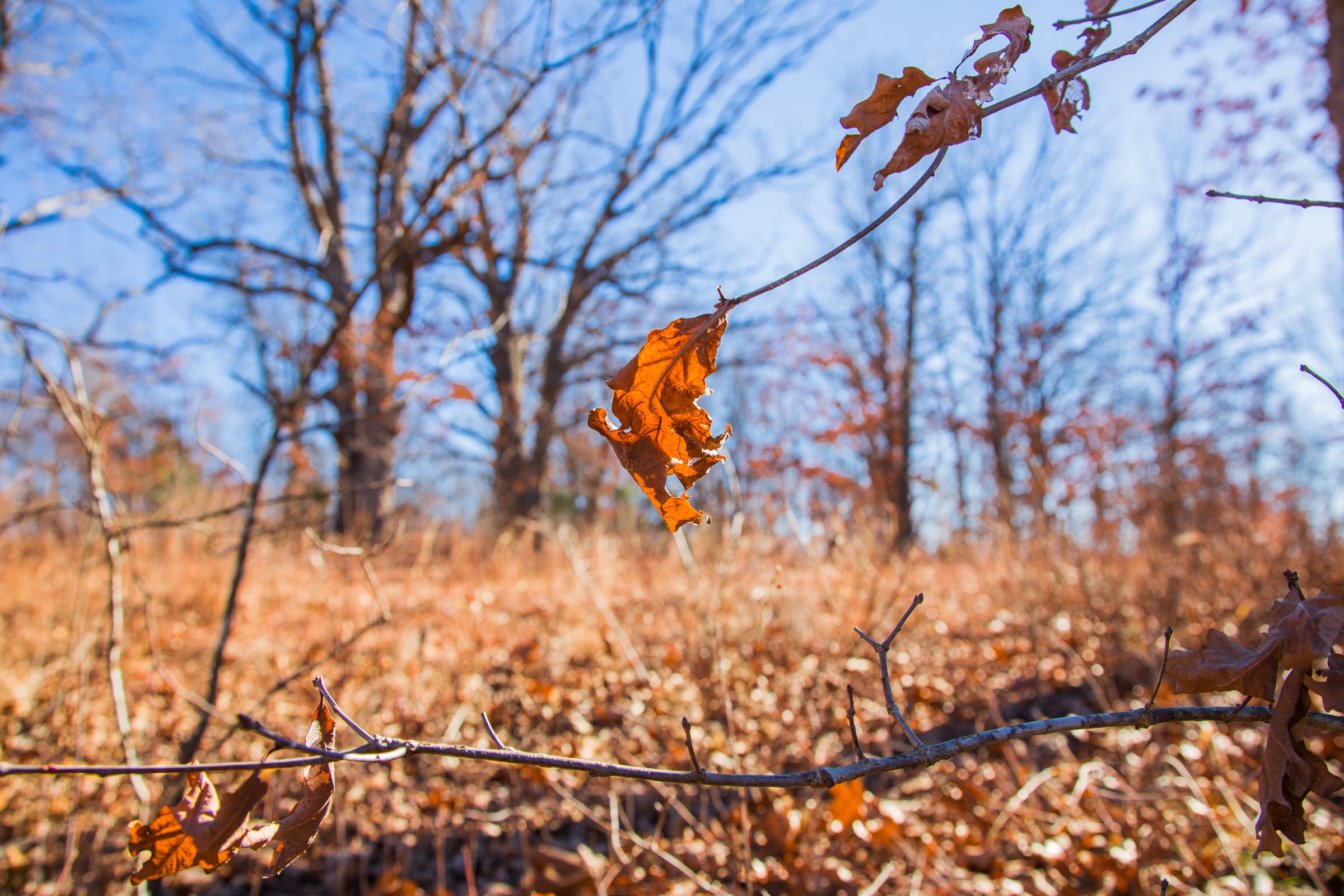 Buffalo Hills photo 5