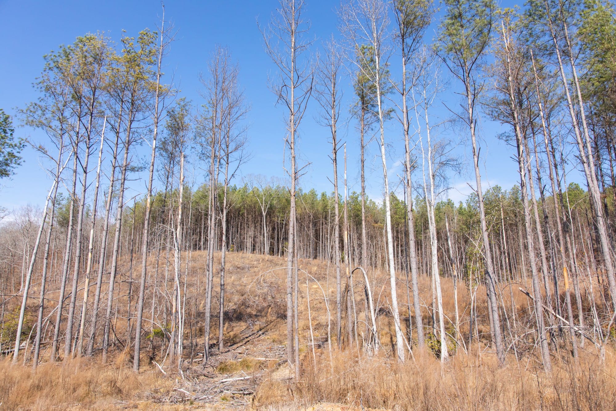 Fairview Hills photo 12