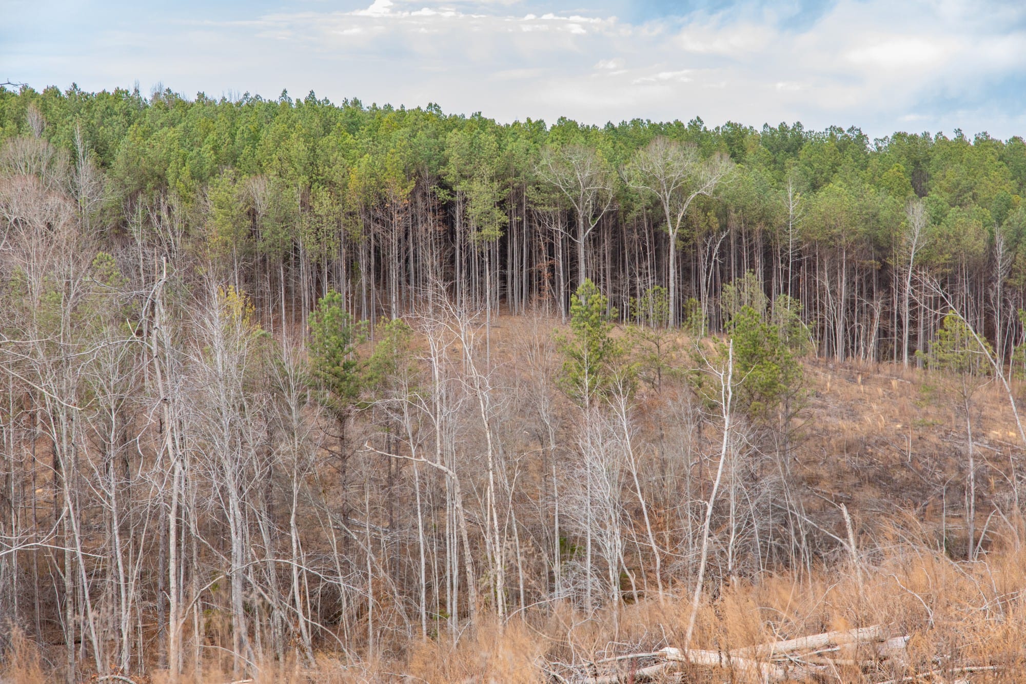 Fairview Hills photo 17