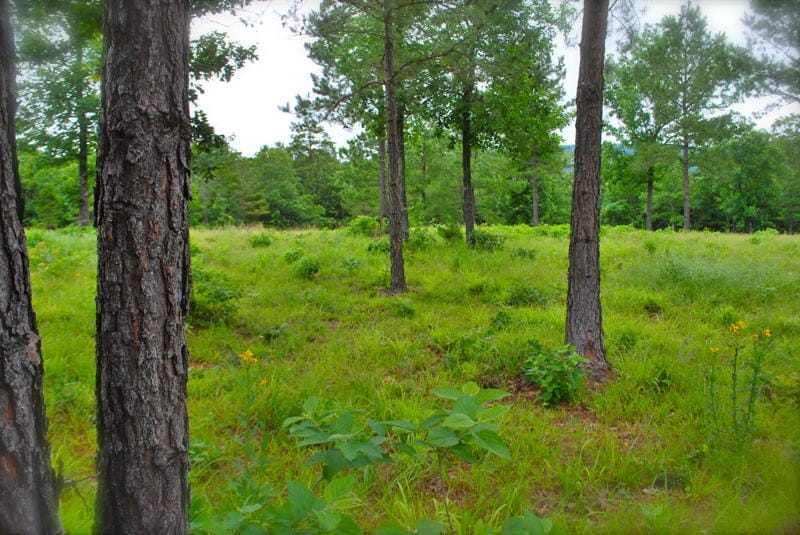 Lake View Ranch photo 5