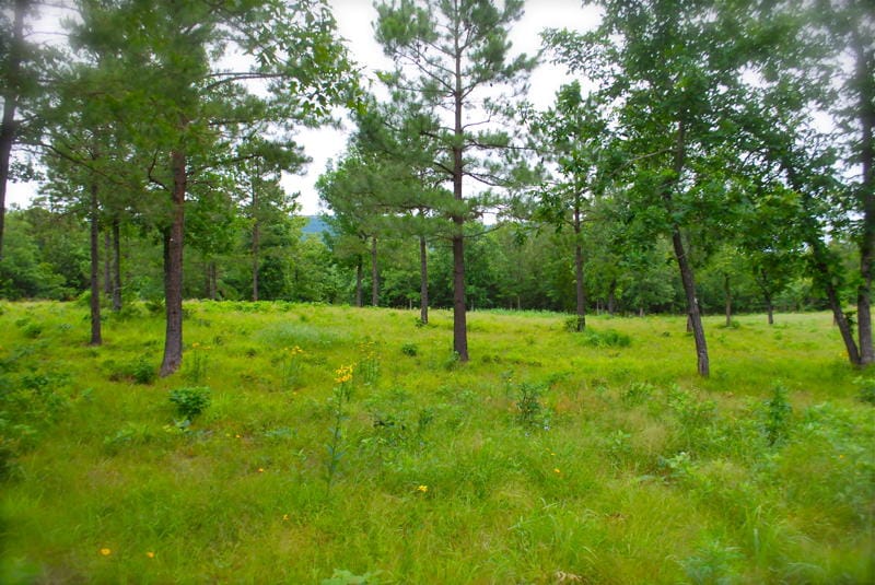 Lake View Ranch photo 7
