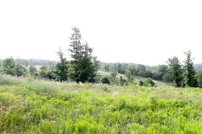 Green Mountain Ranch photo 3
