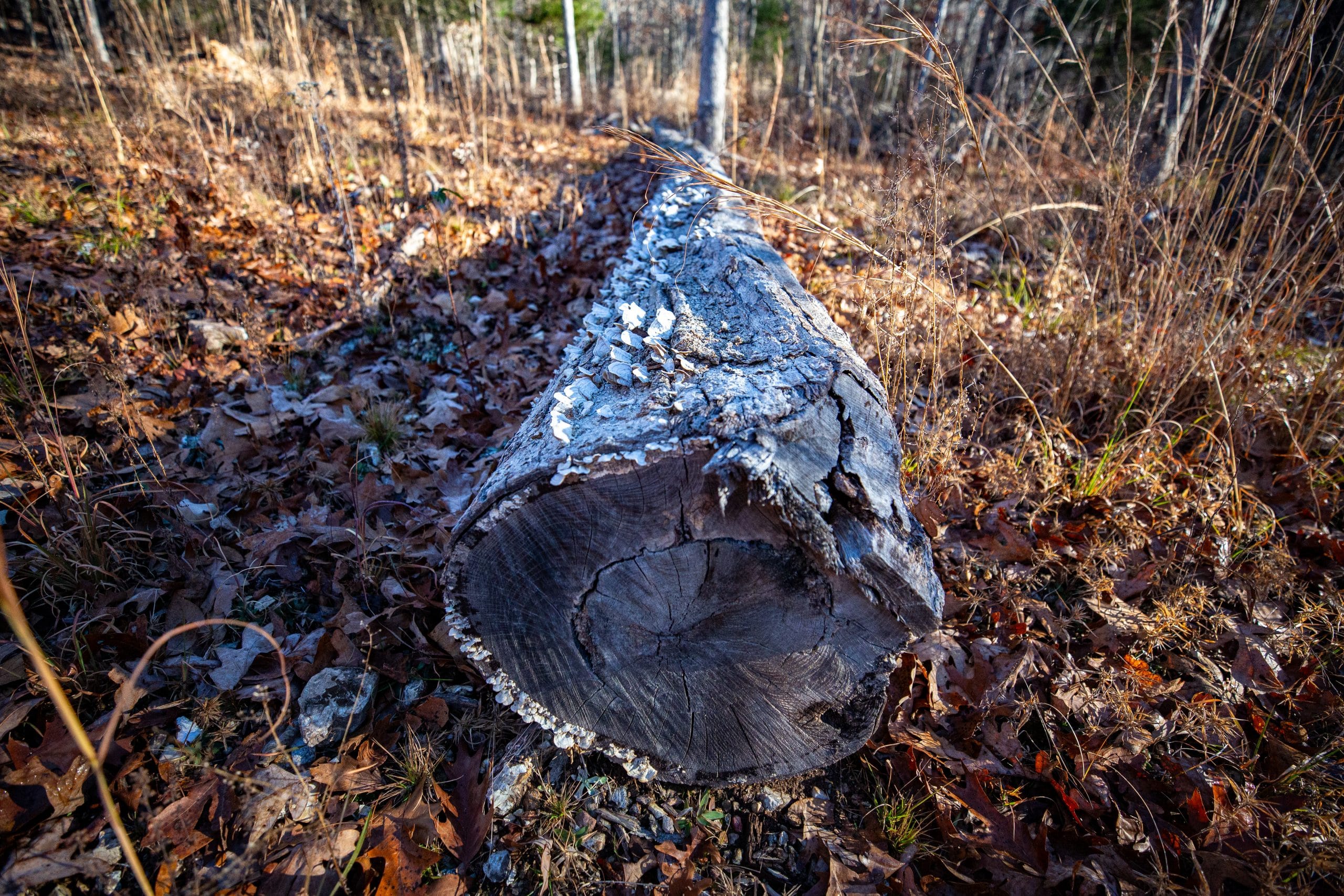 Dutchman Hollow photo 8