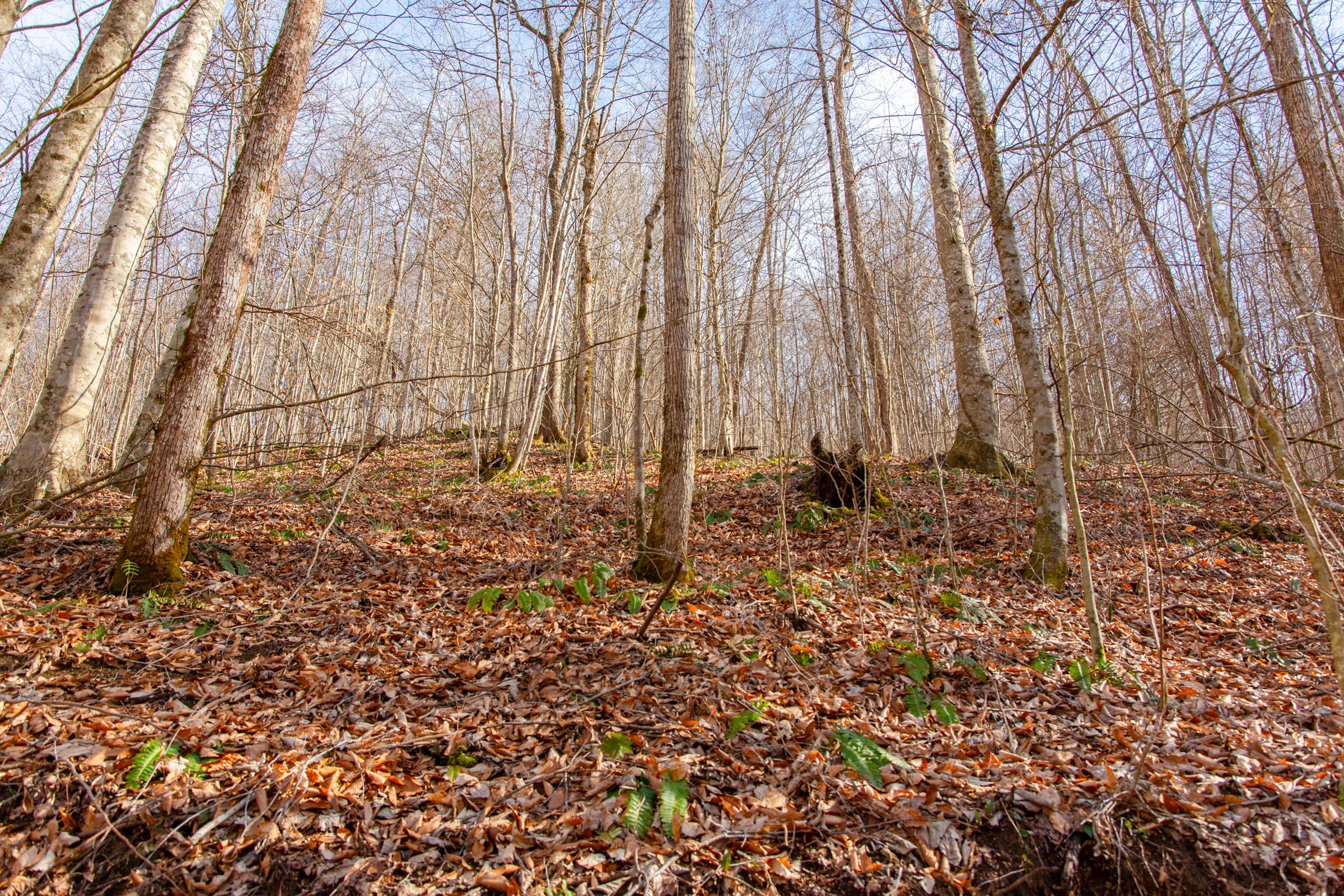 Blackstone Mountain Phase II photo 5