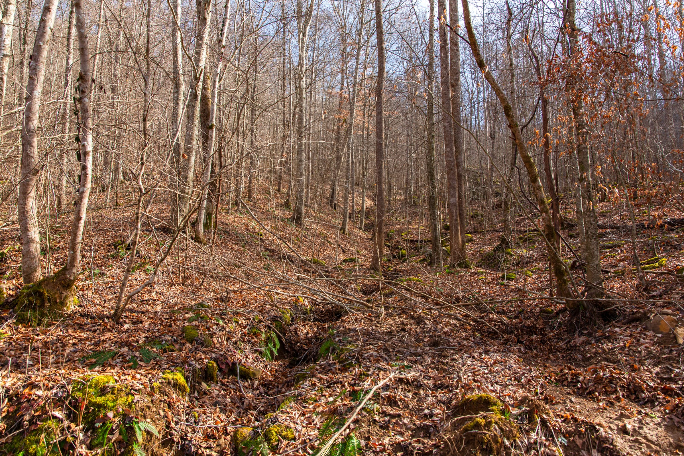 Blackstone Mountain Phase II photo 3