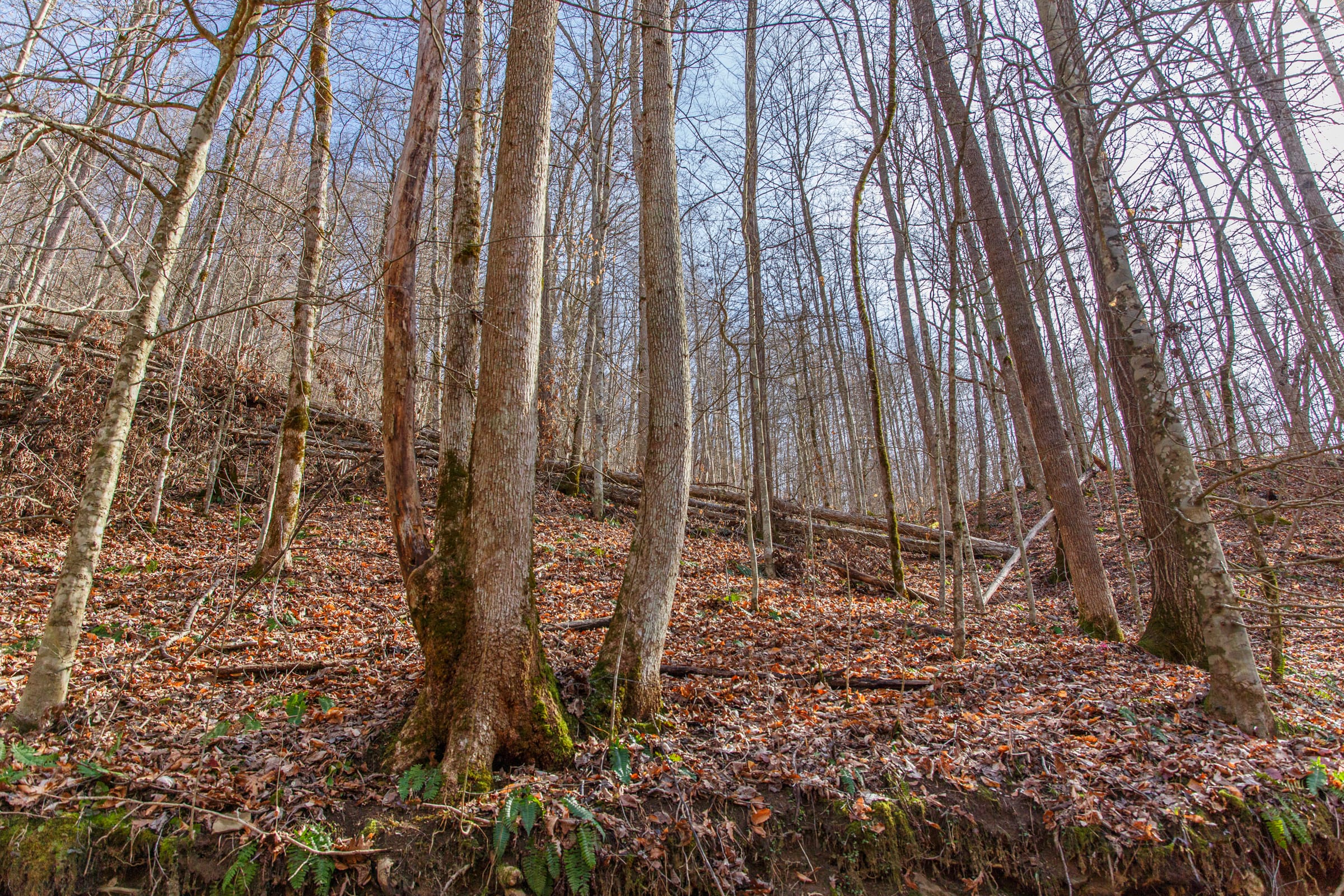 Blackstone Mountain Phase II photo 2