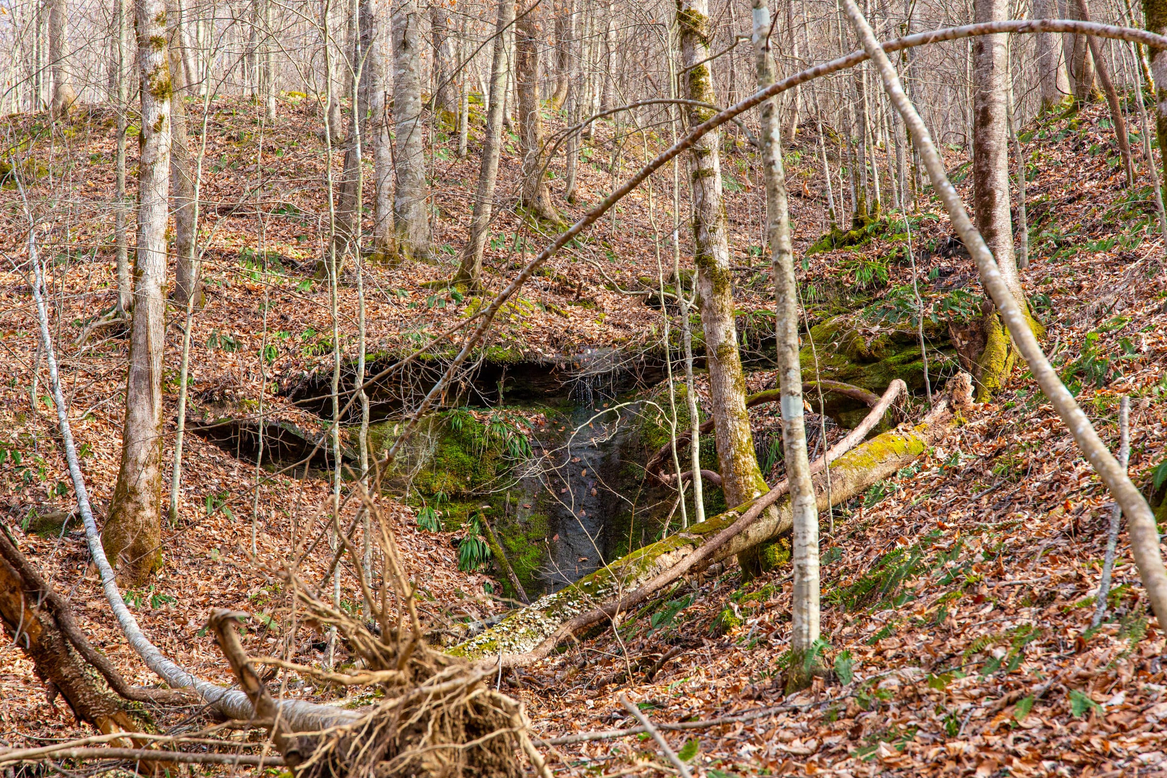 Blackstone Mountain Phase II photo 7
