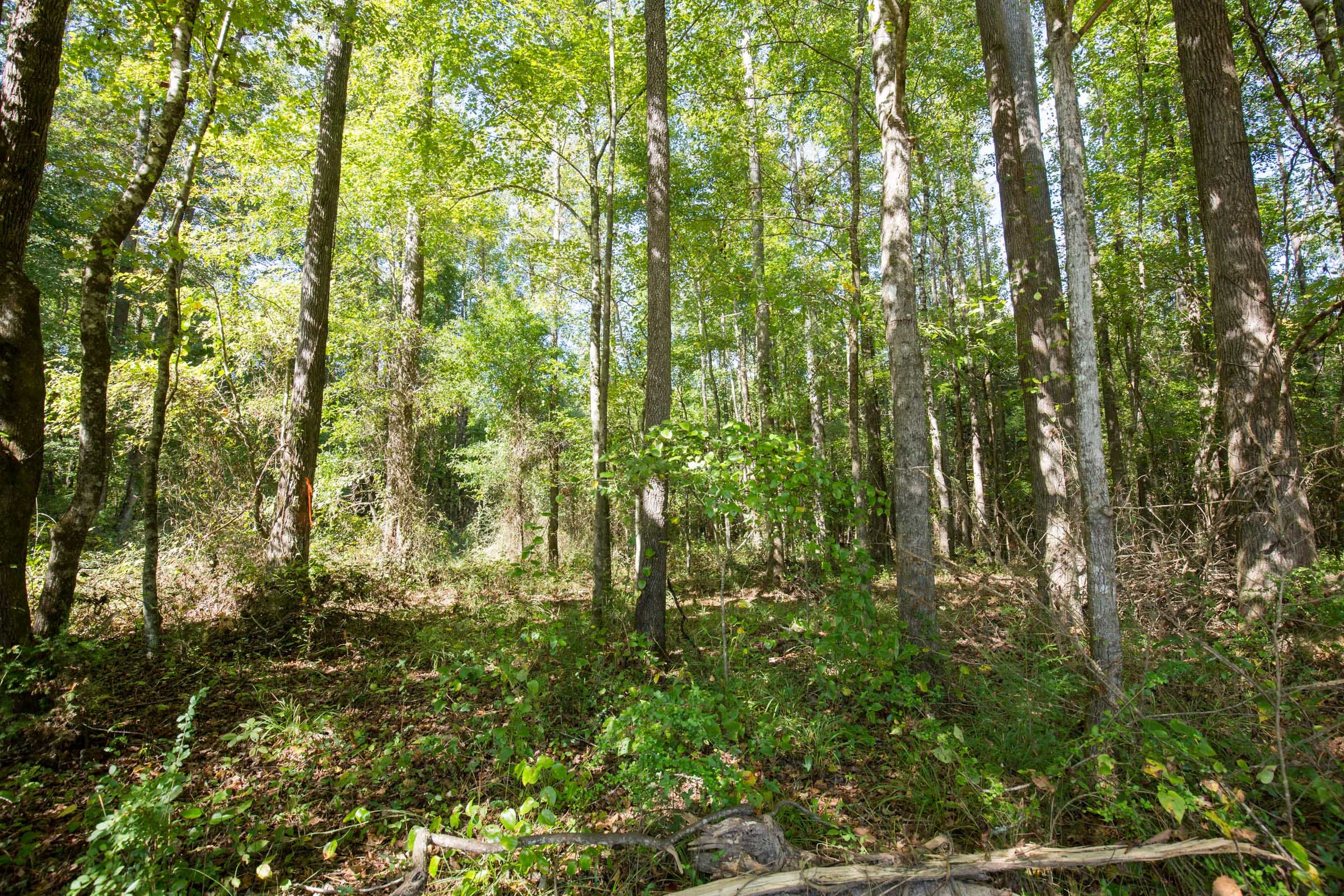 Brentwood photo 15