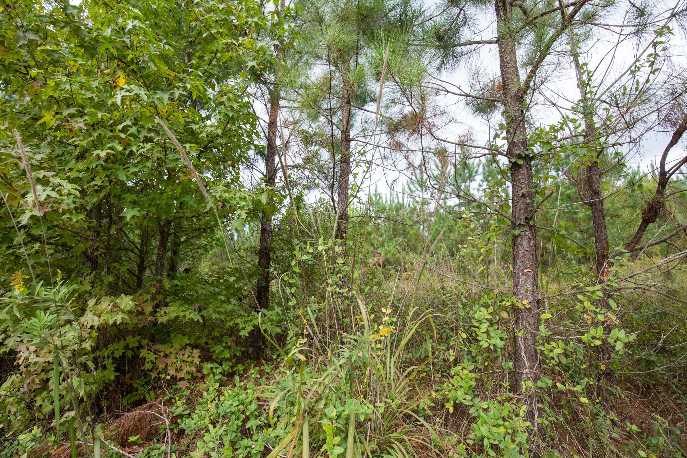 Brentwood photo 16