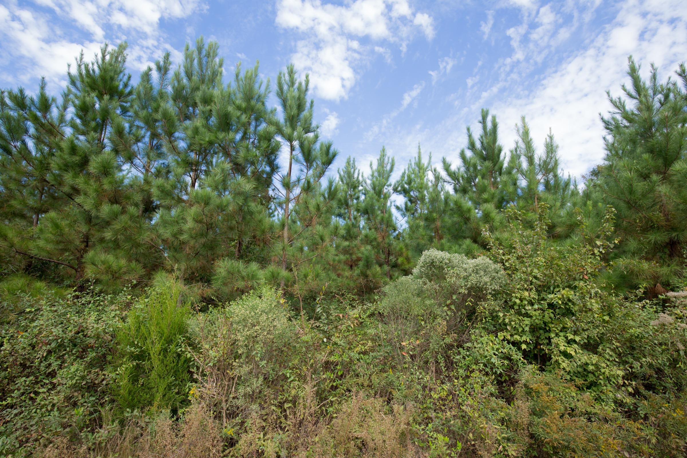 Brentwood photo 8