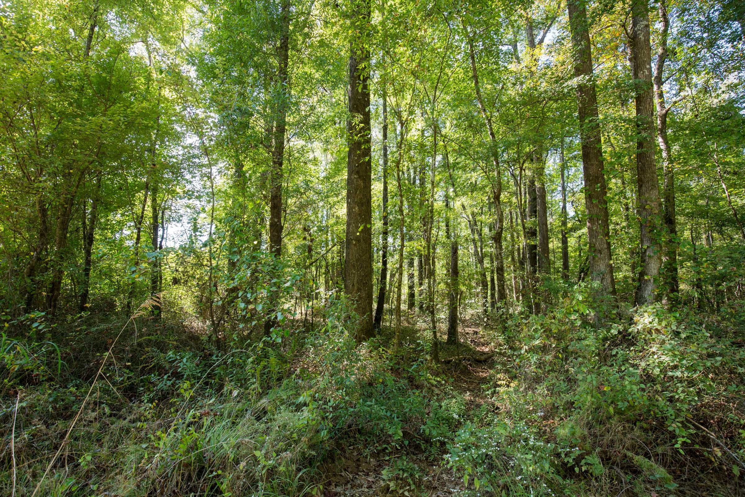 Brentwood photo 14
