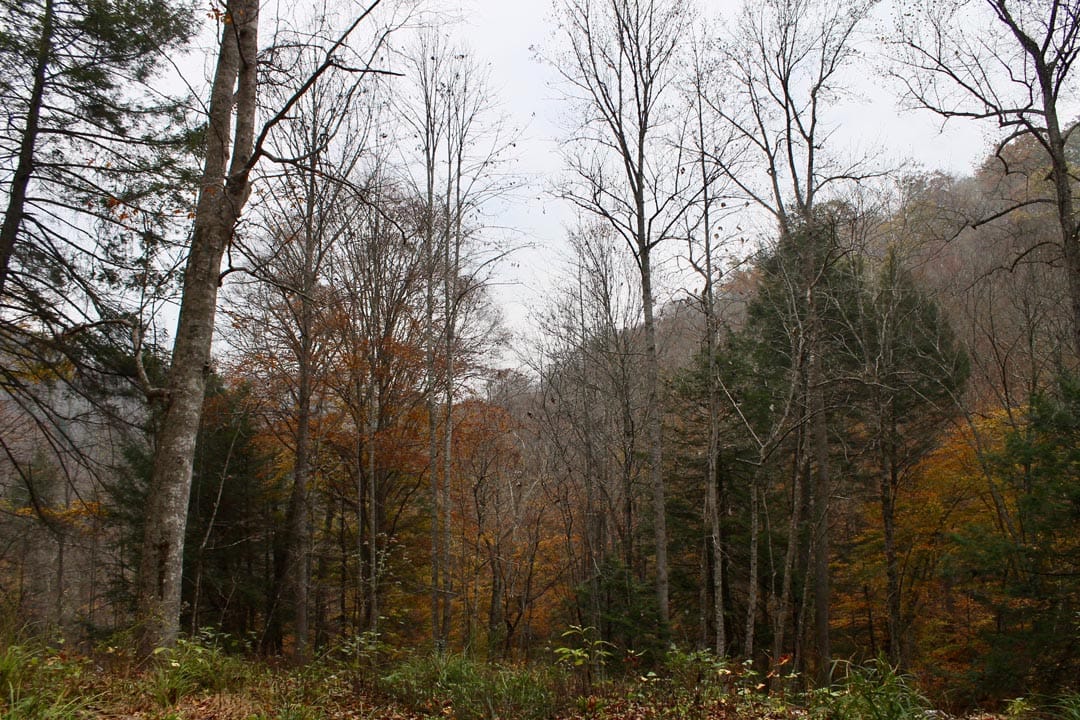 Autumn Ridge photo 22