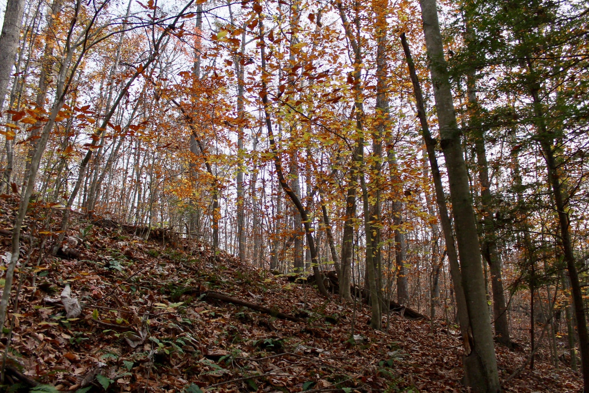 Autumn Ridge photo 4