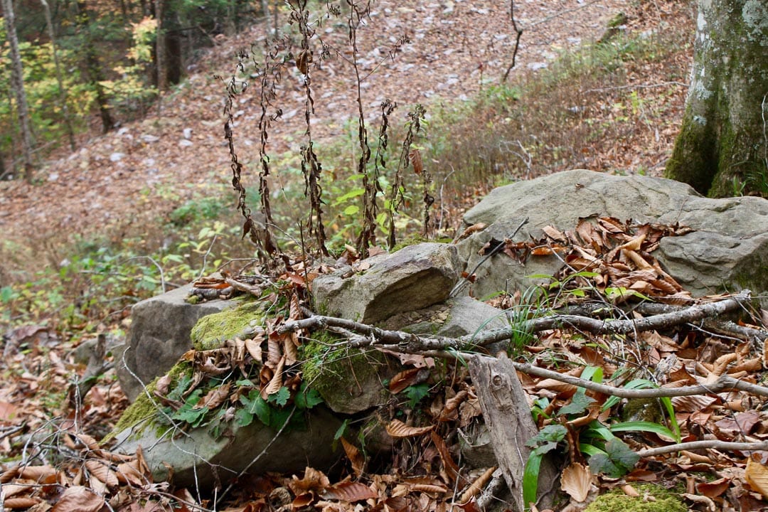 Autumn Ridge photo 19