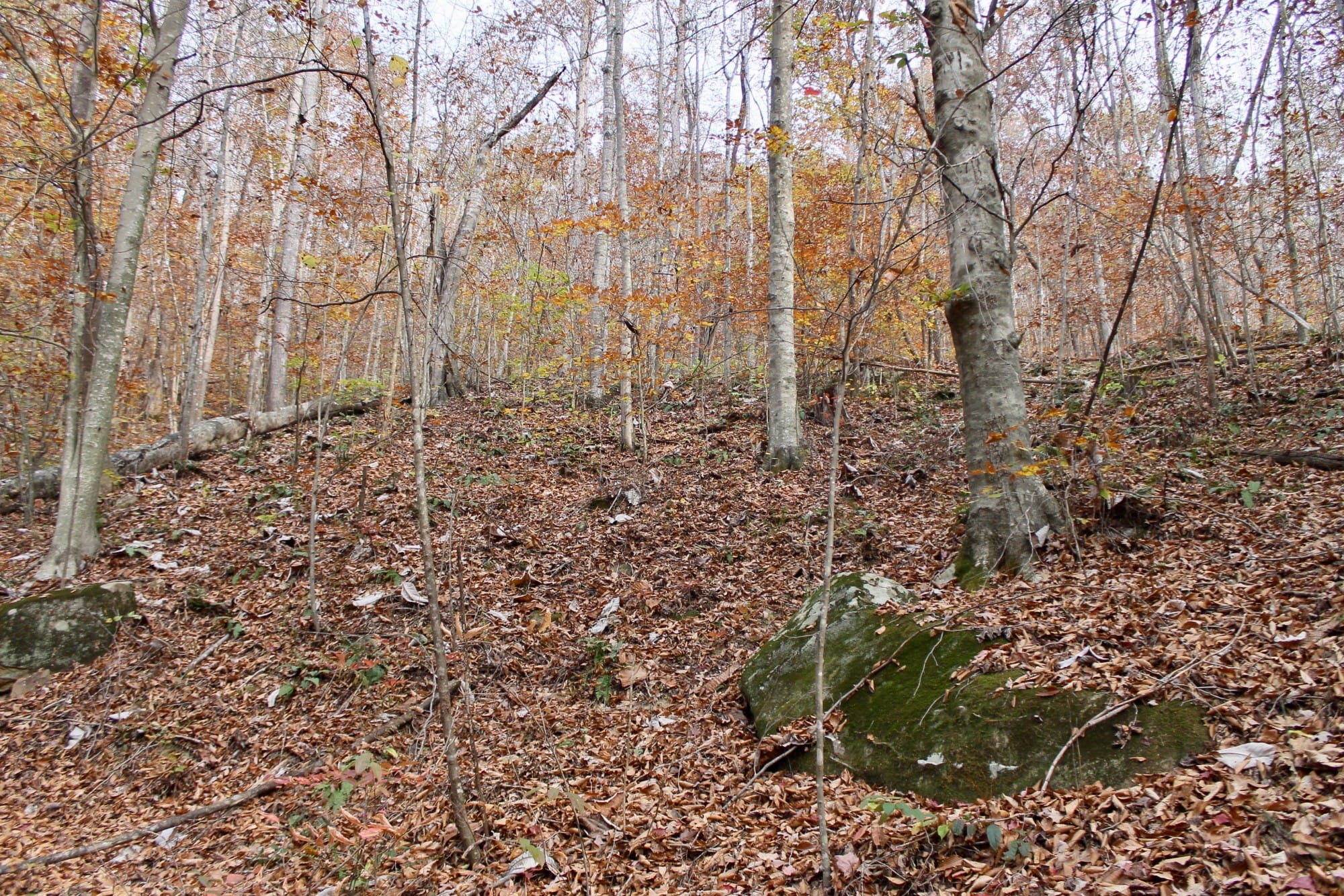 Autumn Ridge photo 2