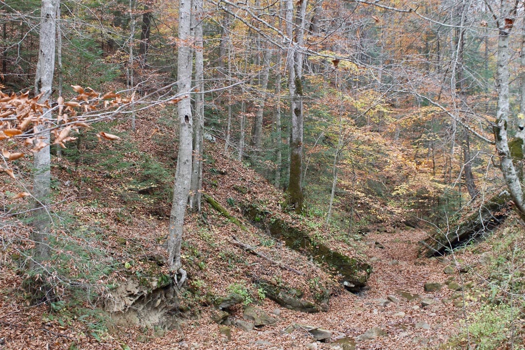 Autumn Ridge photo 27