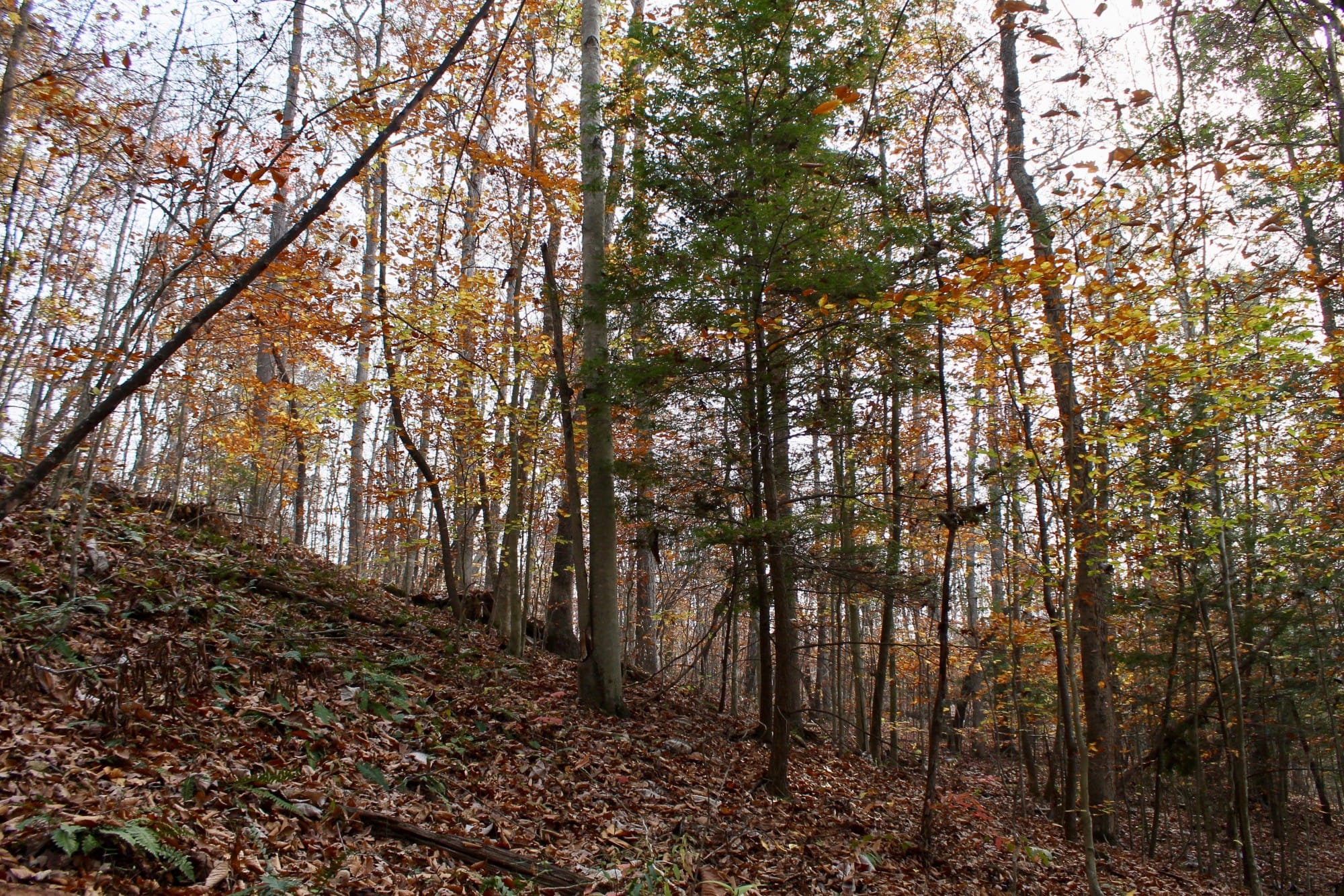 Autumn Ridge photo 3