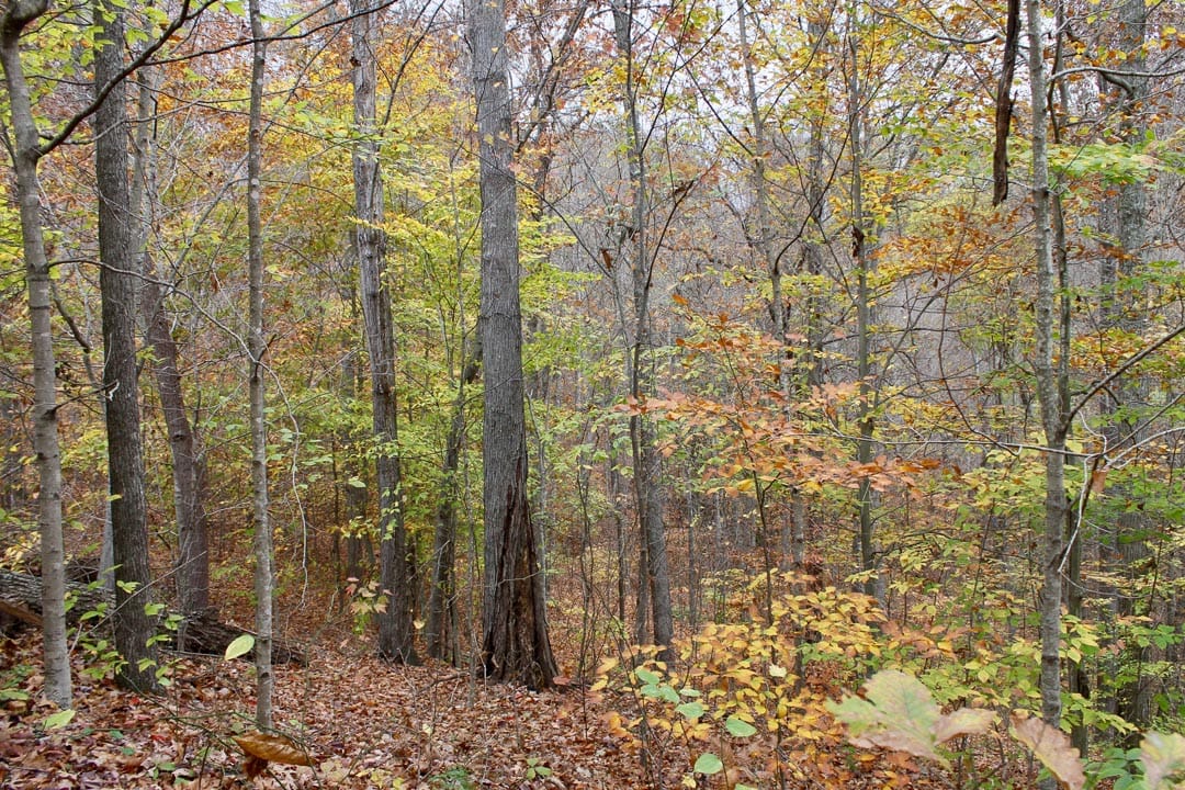 Autumn Ridge photo 30