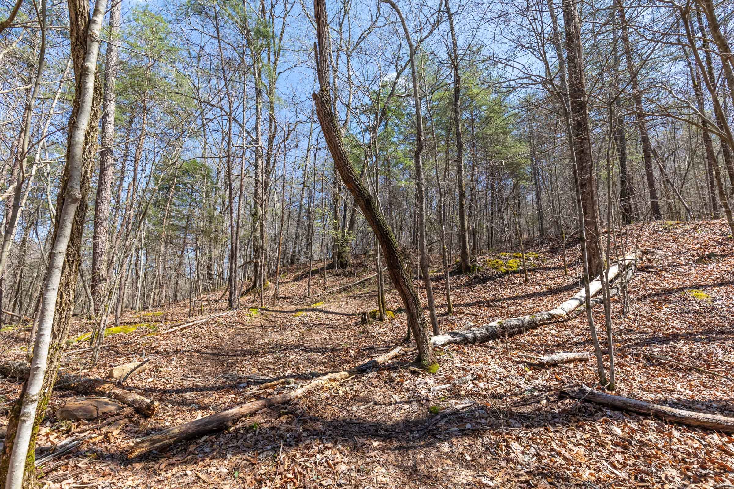 Woodland Heights photo 10