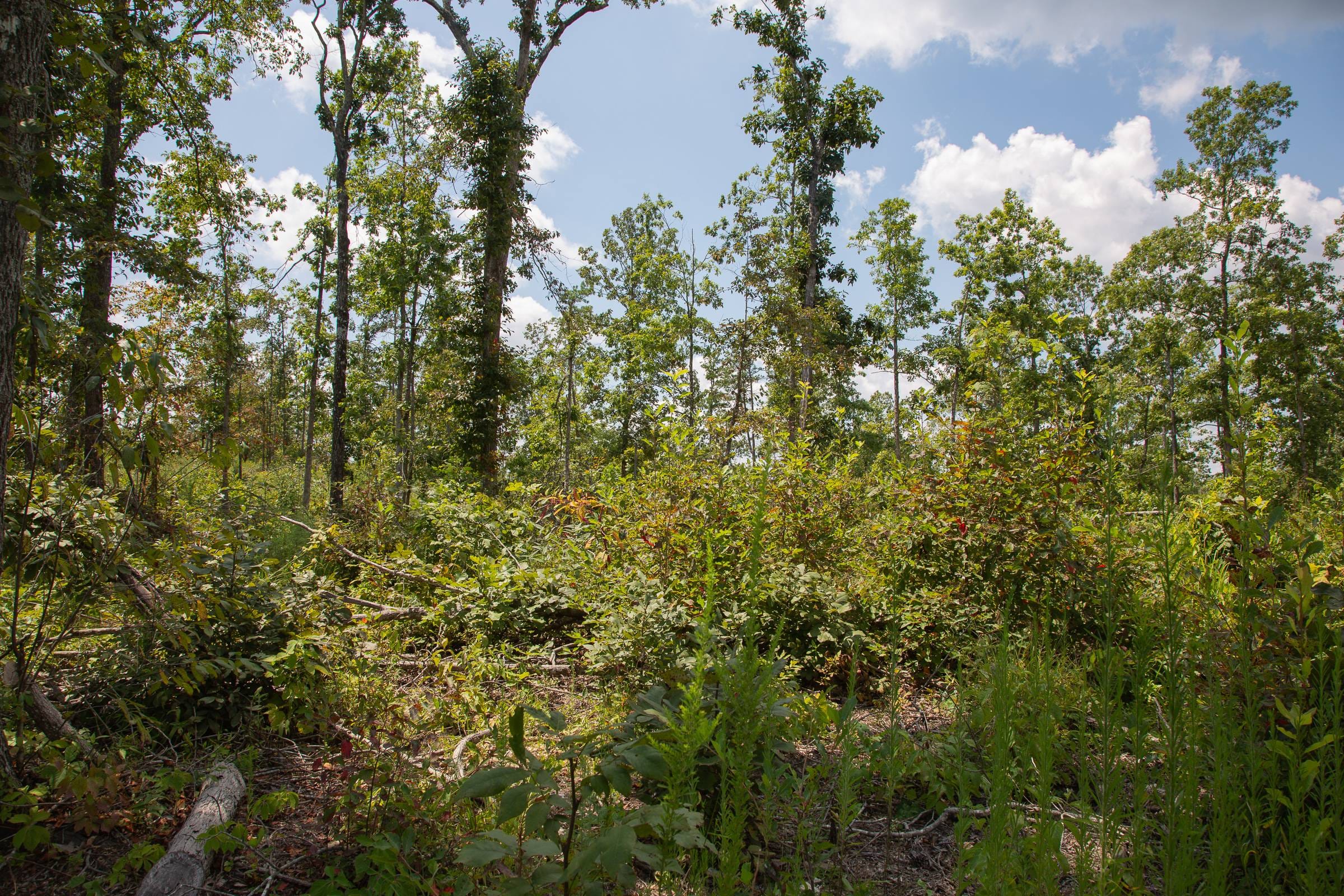 Borgmann’s Hollow Phase I photo 4
