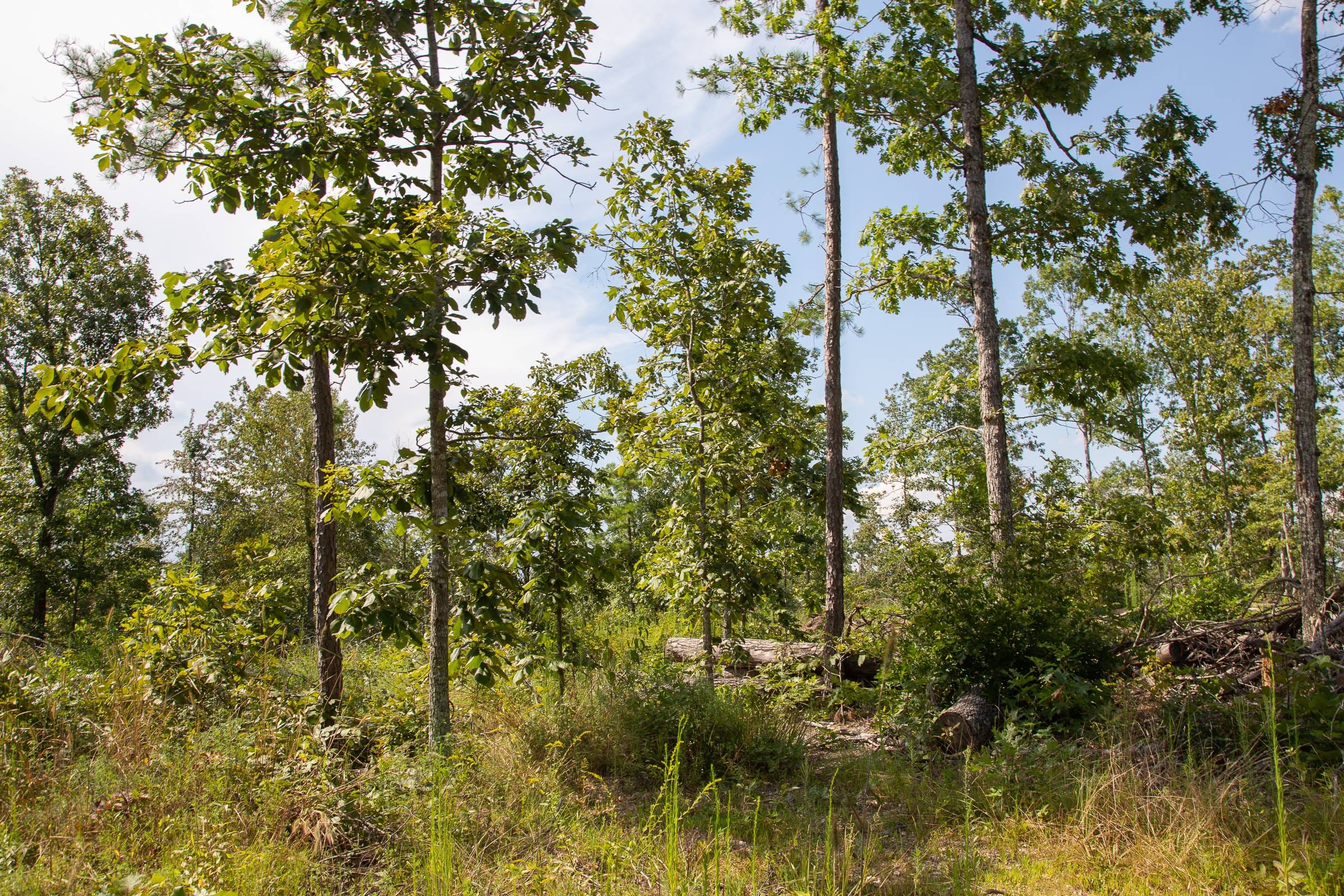 Borgmann’s Hollow Phase I photo 8