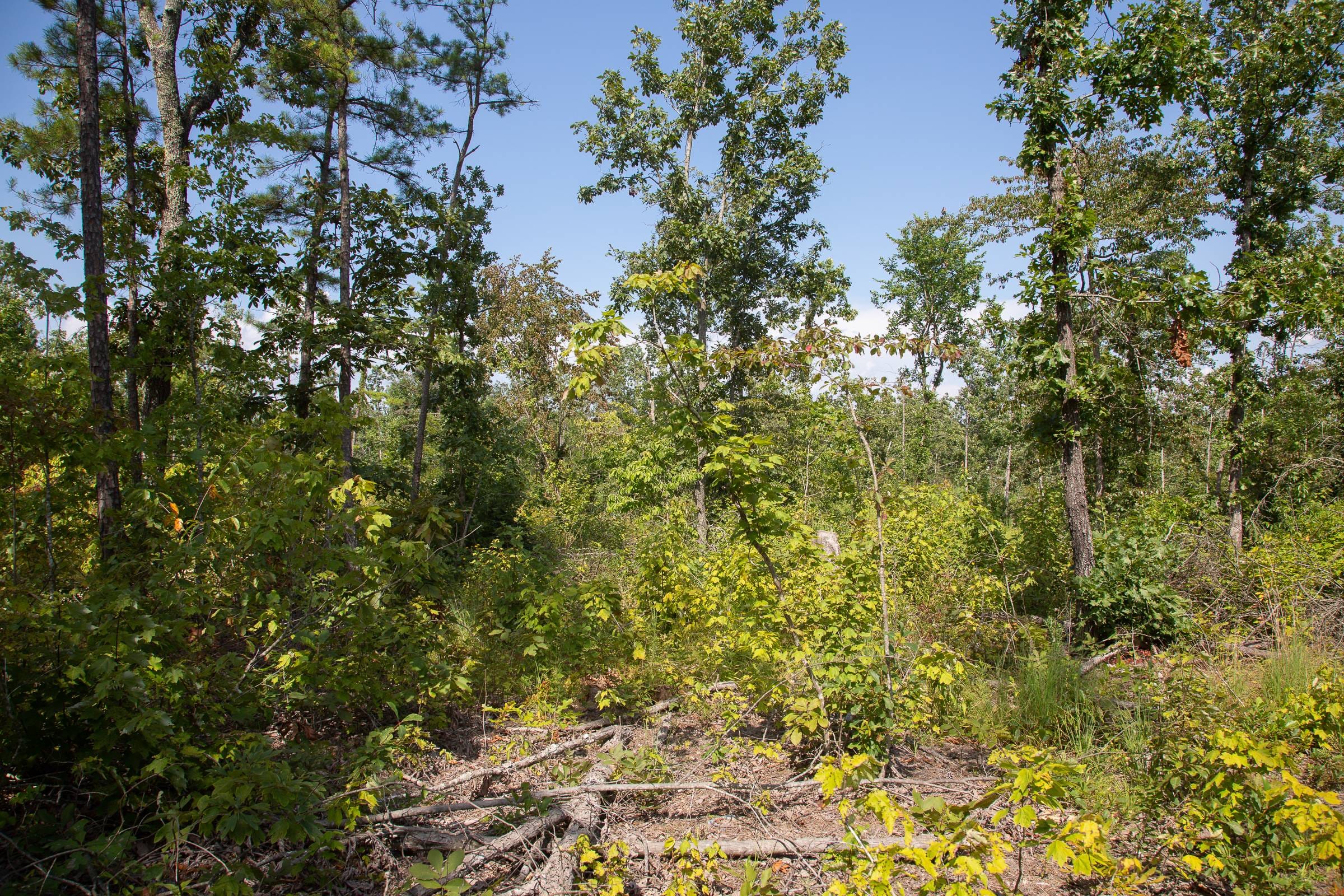 Borgmann’s Hollow Phase I photo 7