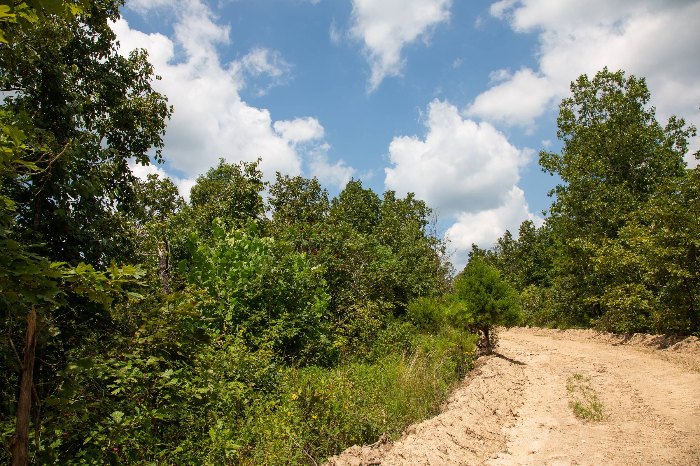 Borgmann’s Hollow Phase I photo 3